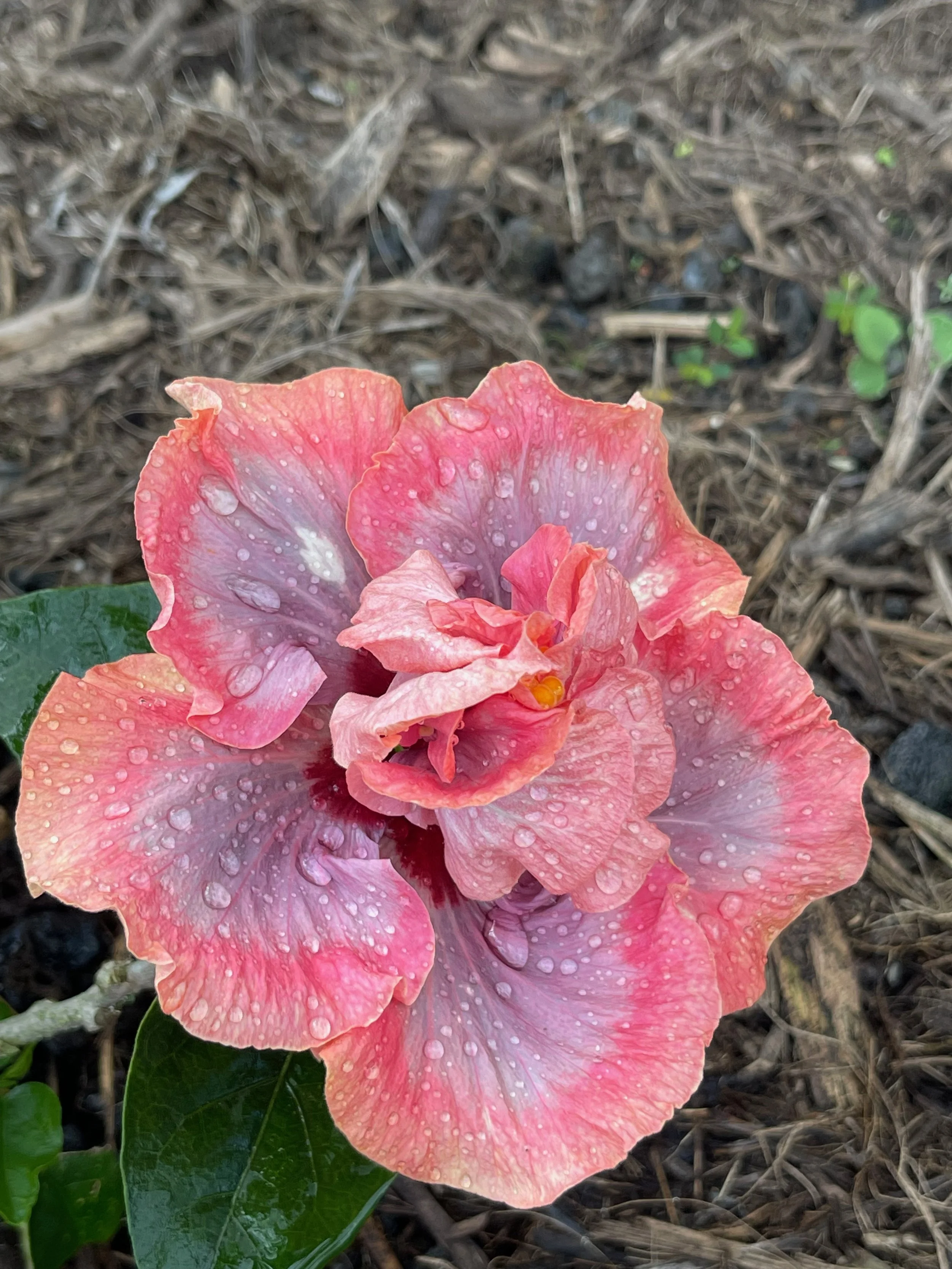 Hibiscus rosa-sinensis 'Allure' (3).jpeg