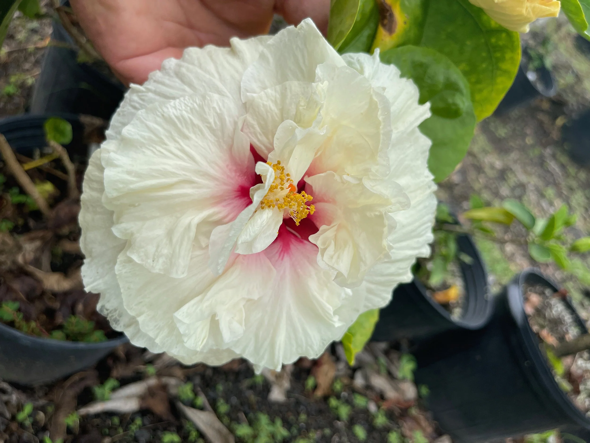 Hibiscus rosa-sinensis 'Moonlight Maddness'.jpeg