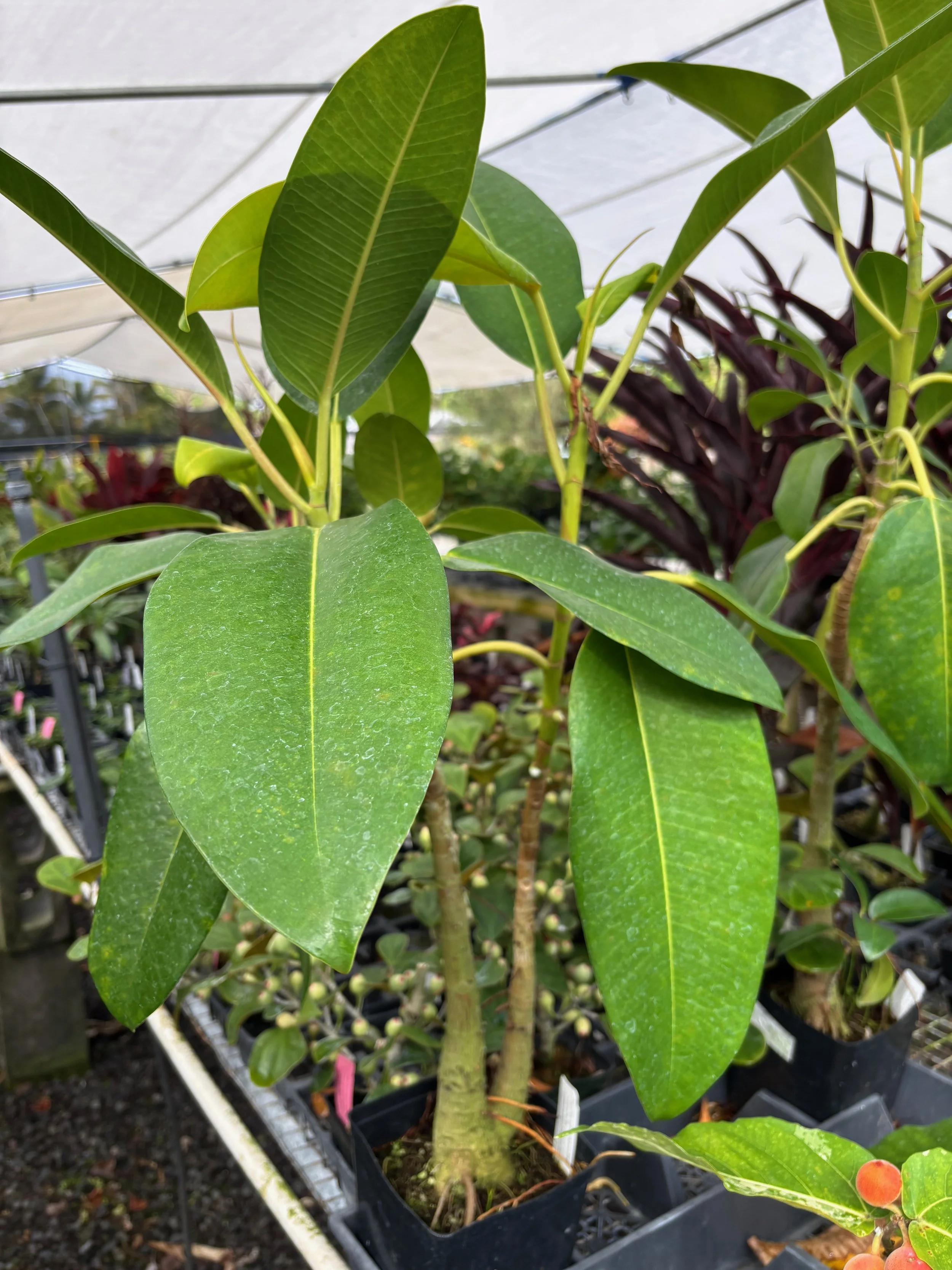 Ficus macrophylla 'Moreton Bay'.jpeg