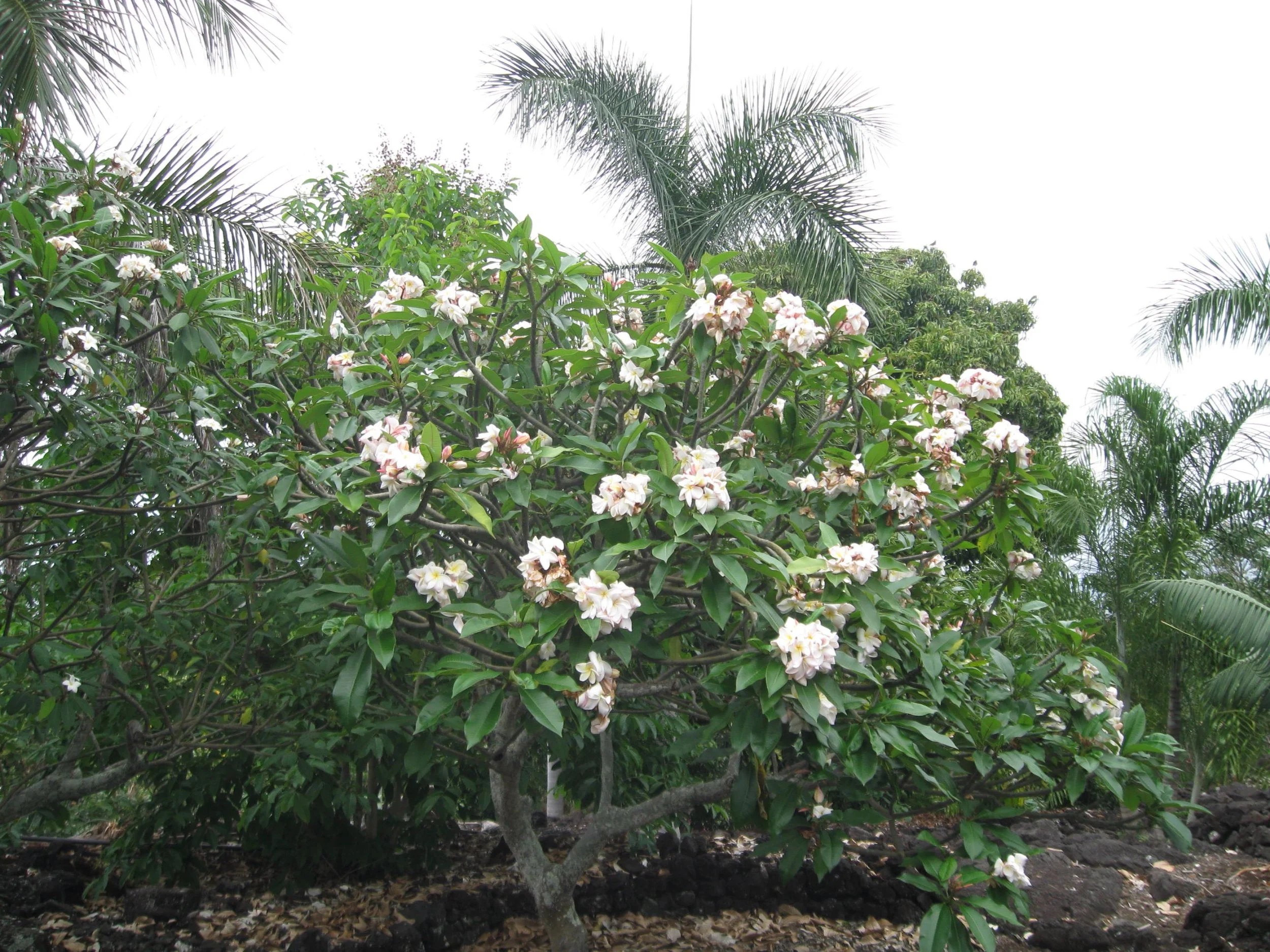 plumeria_daisy_wilcox (1).jpeg