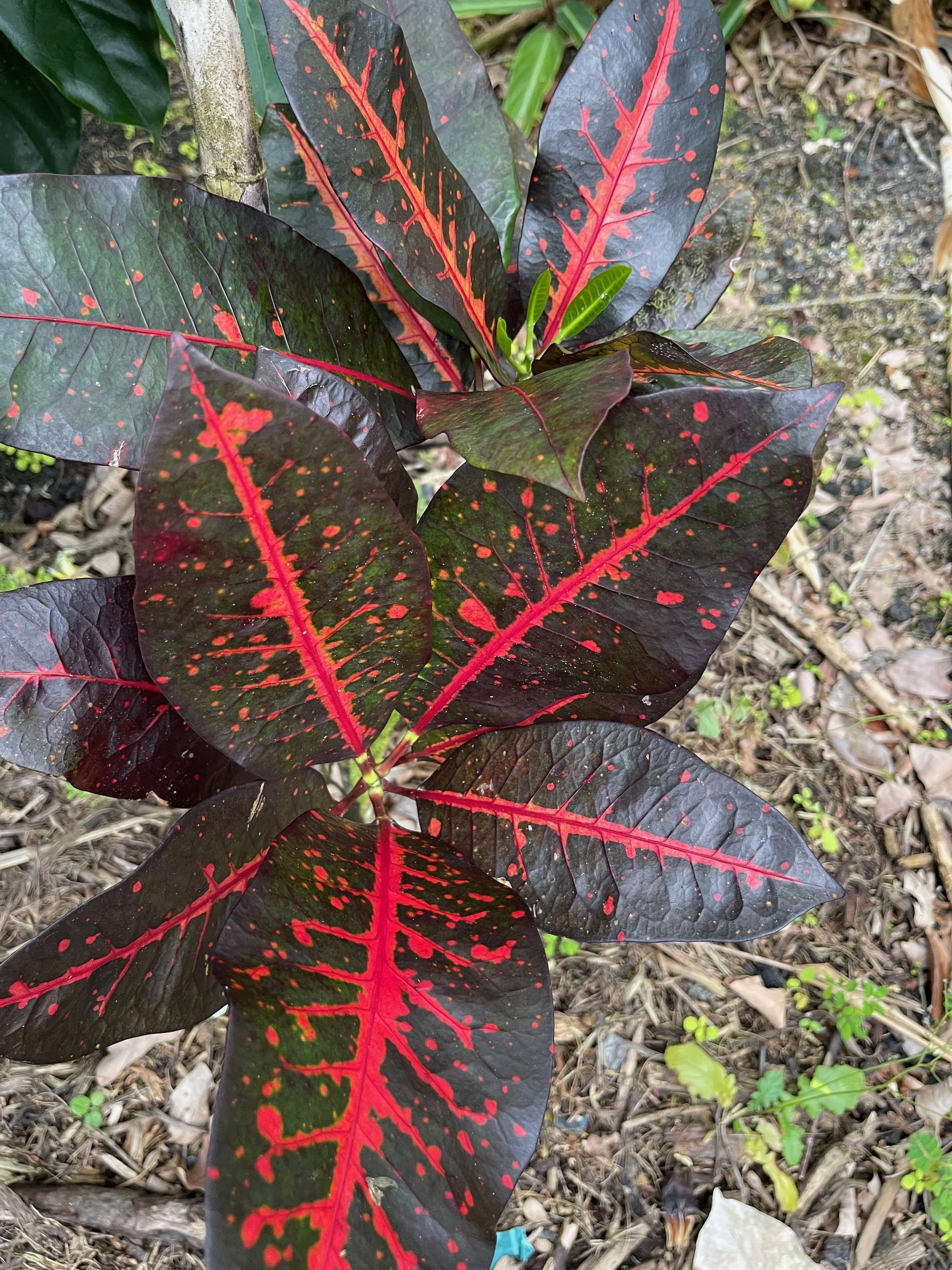 Codiaeum 'Helen Edge'.jpeg
