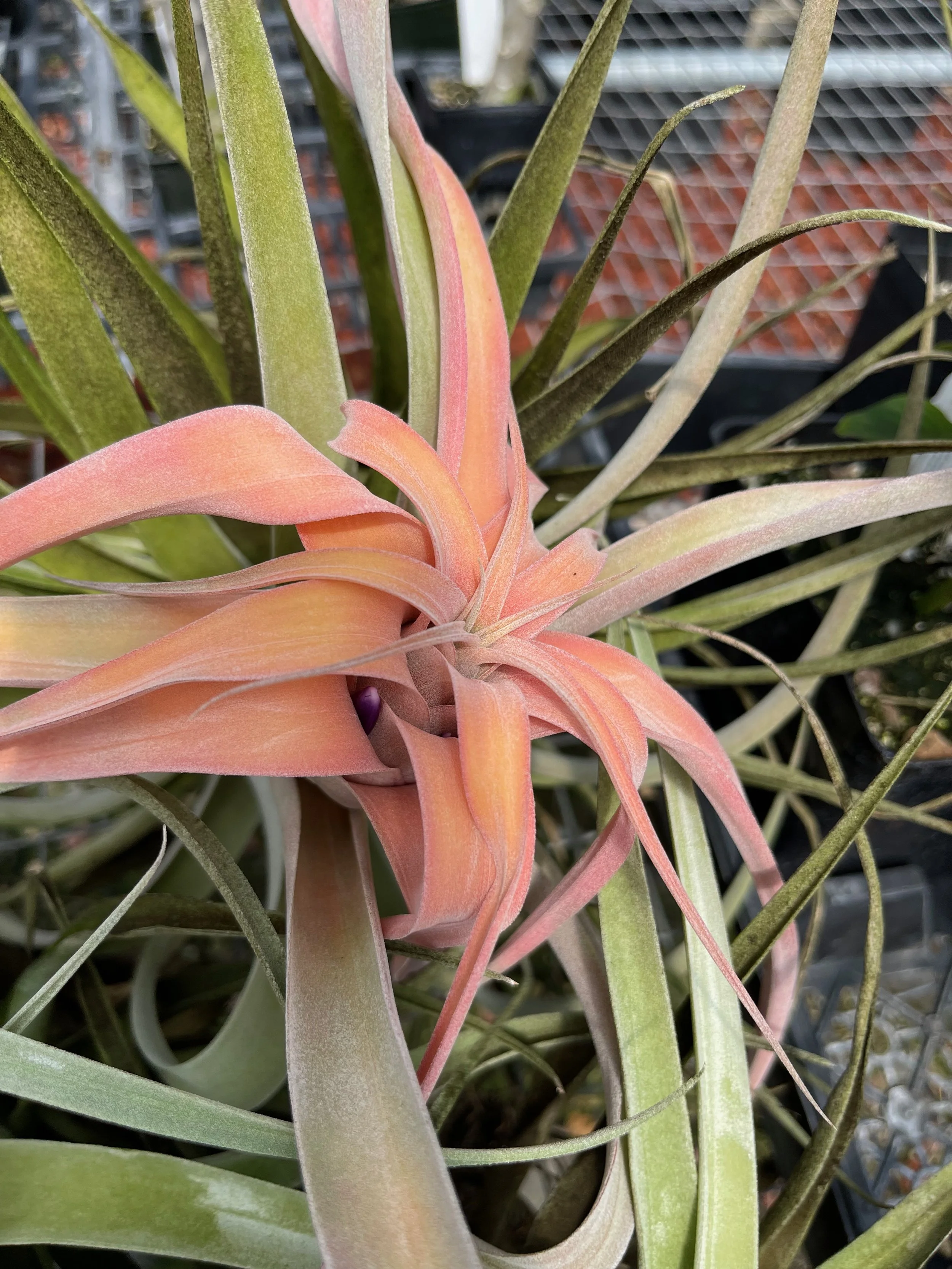 Tillandsia capitata (2).jpeg