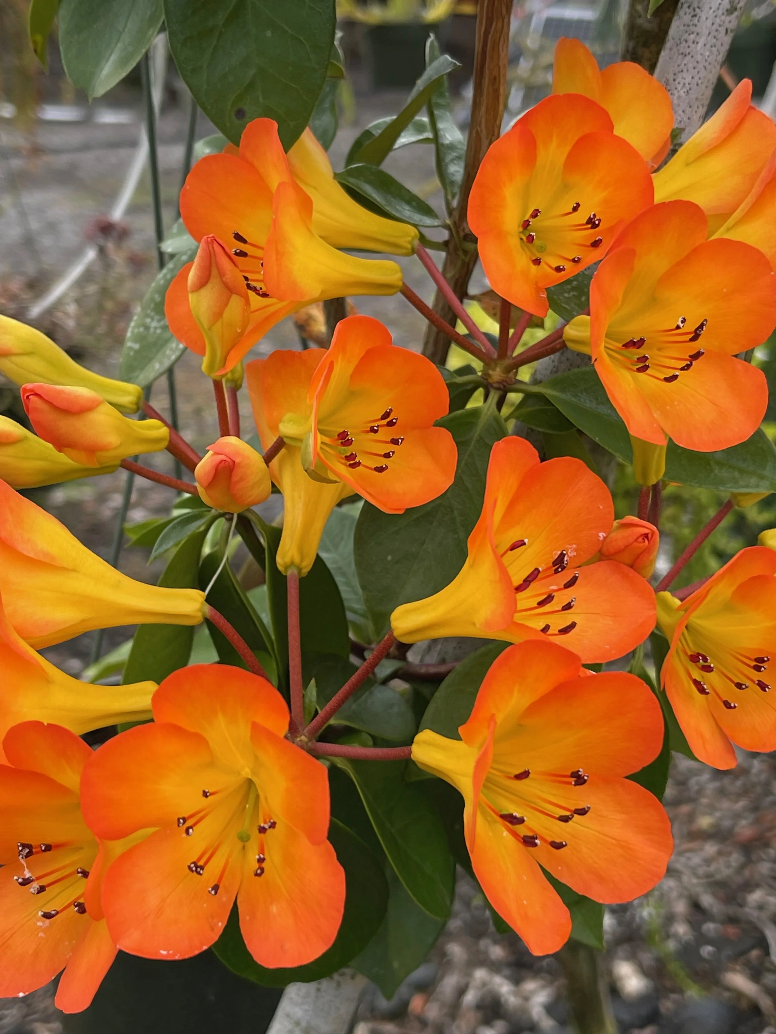 Rhododendron vireya (Orange, tall) (2).jpeg