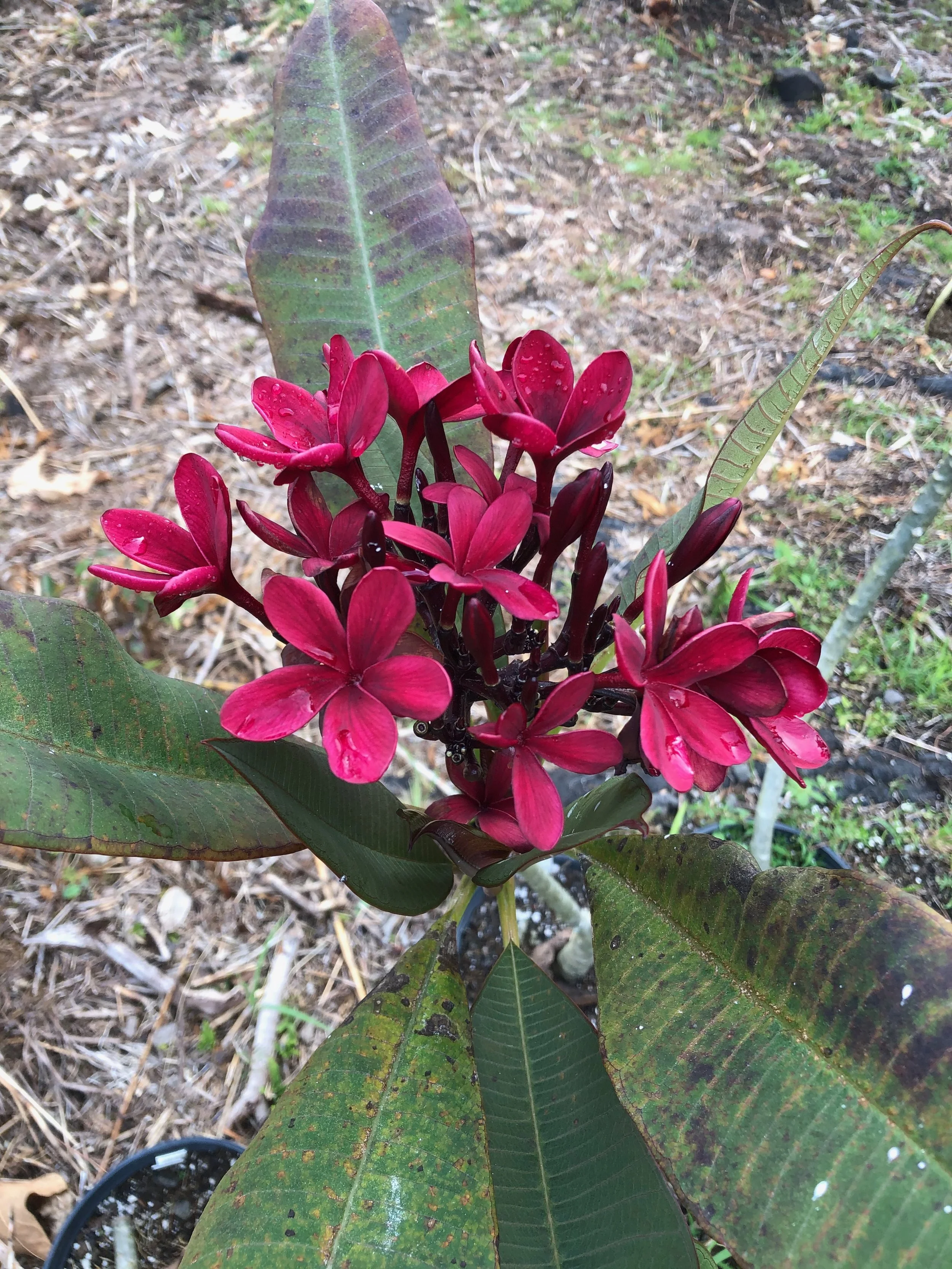 Plumeria rubra 'Dark Red'.jpeg