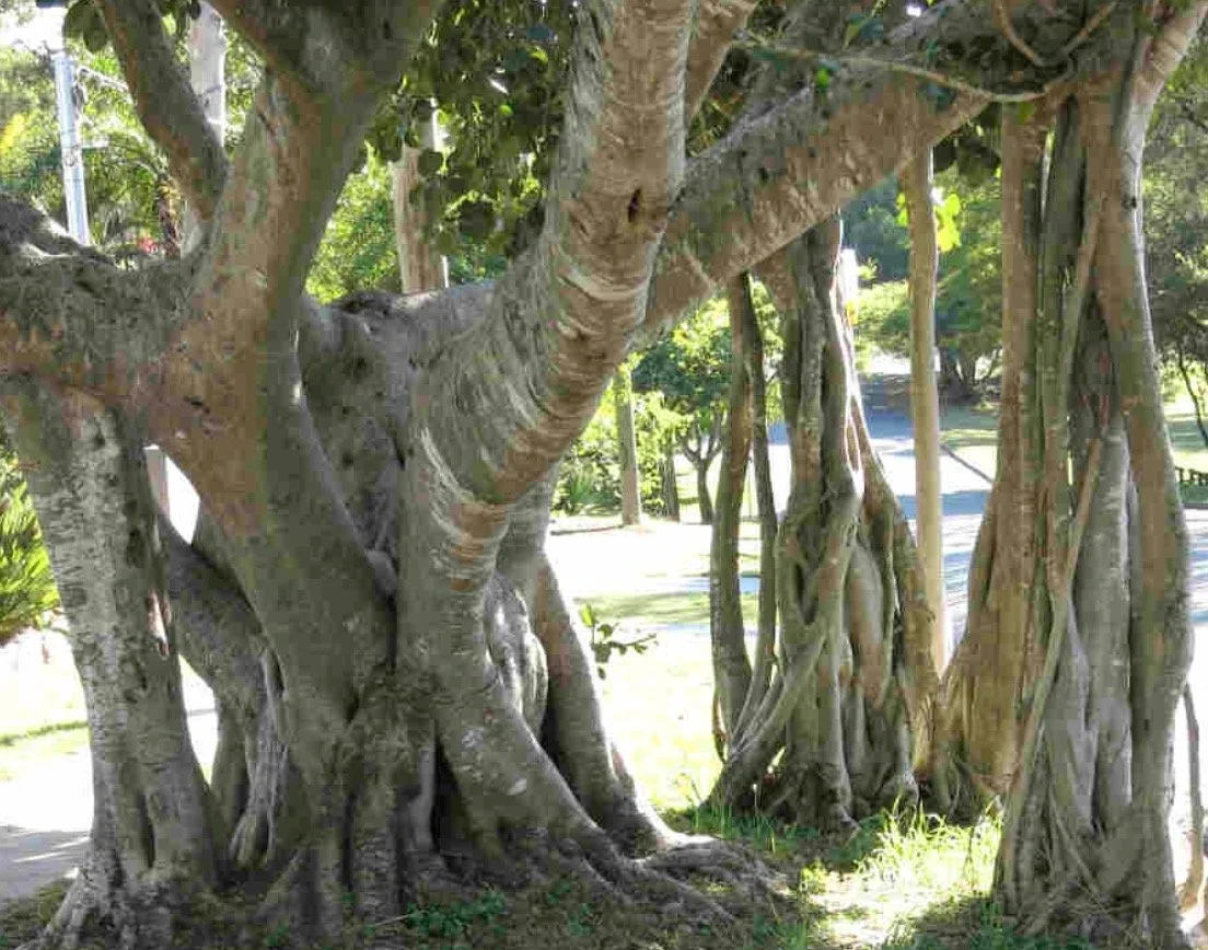 Ficus benghalensis (3).jpeg