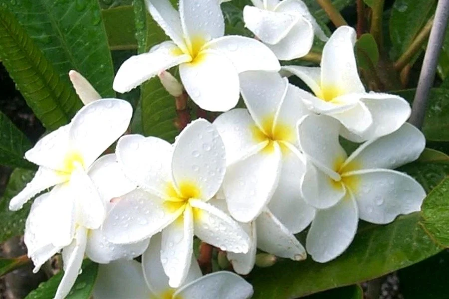 Plumeria rubra 'Samoan Fluff’ - ('Tahitian White') (1).jpeg