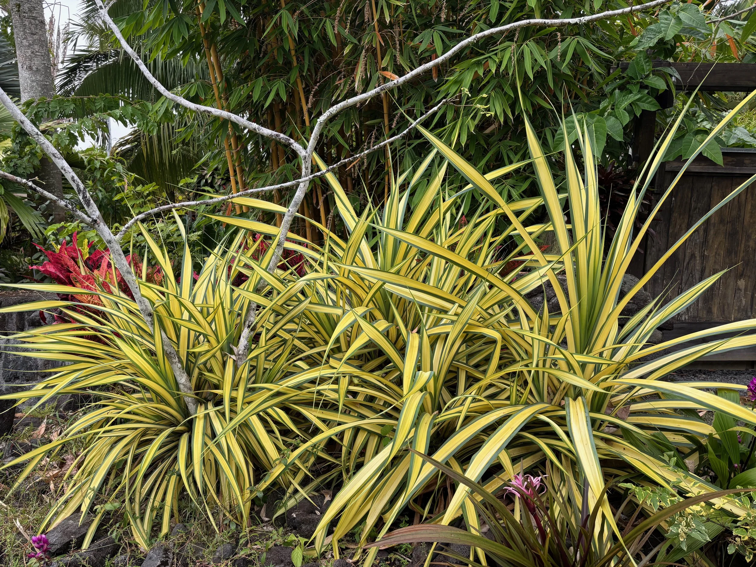 Pandanus baptistii (P. sanderi) (compact golden form).jpeg