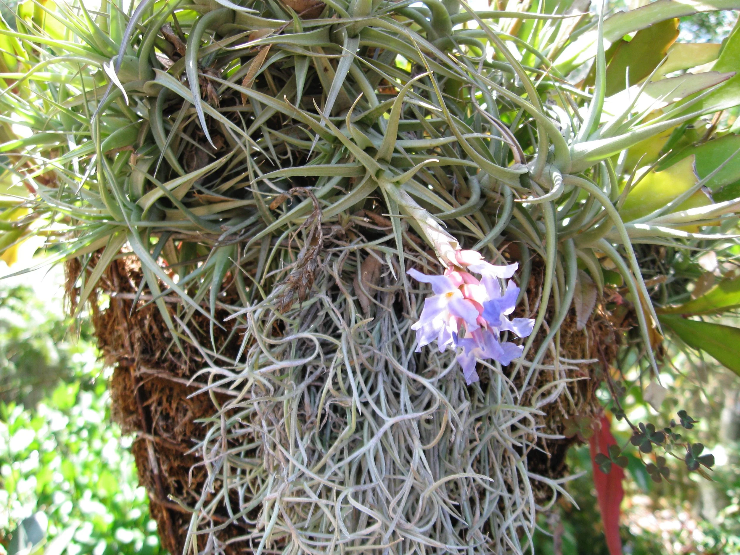 tillandsia bergeri.jpeg