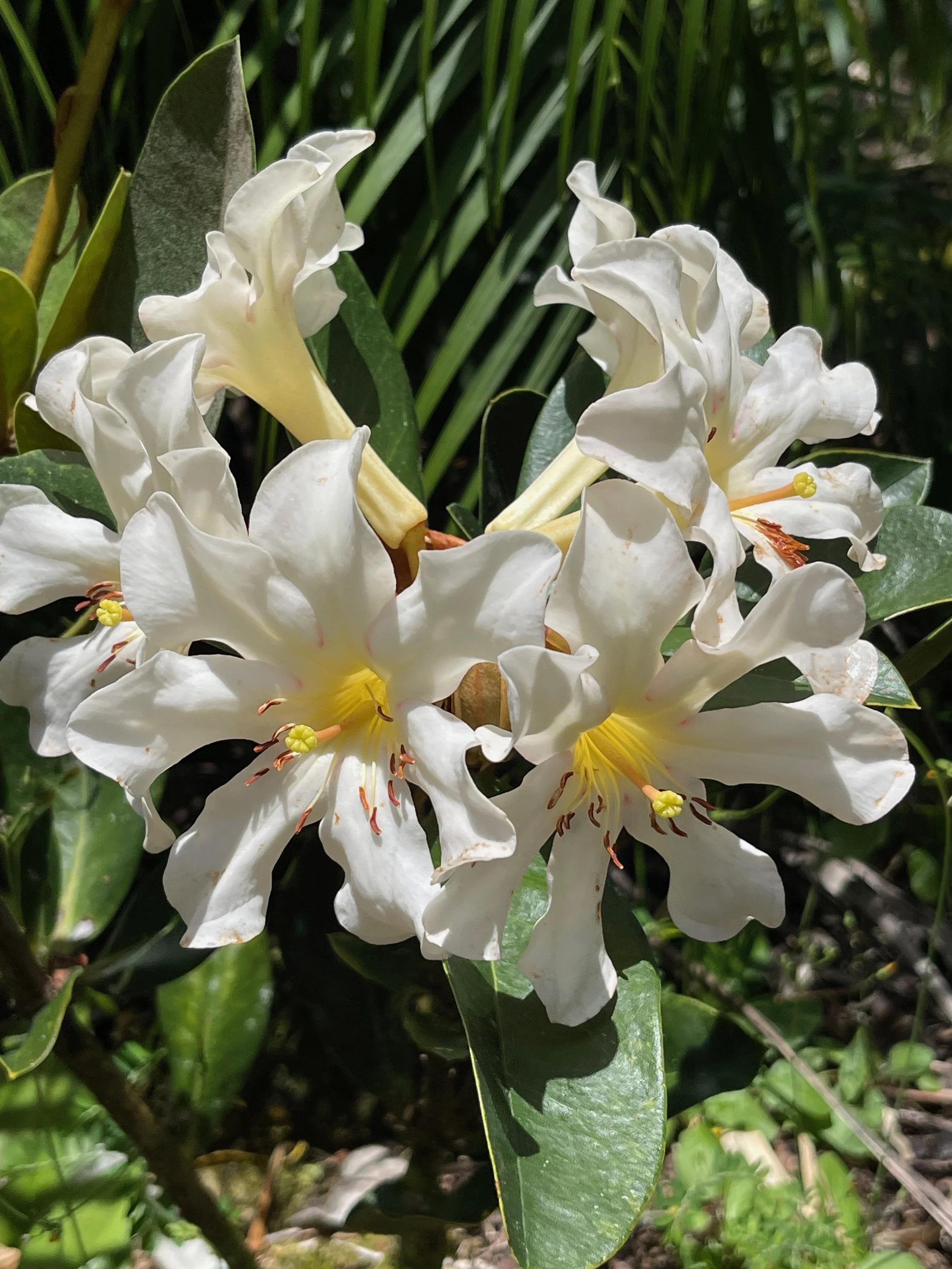 Rhododendron vireya 'Clair Elsie'.jpeg