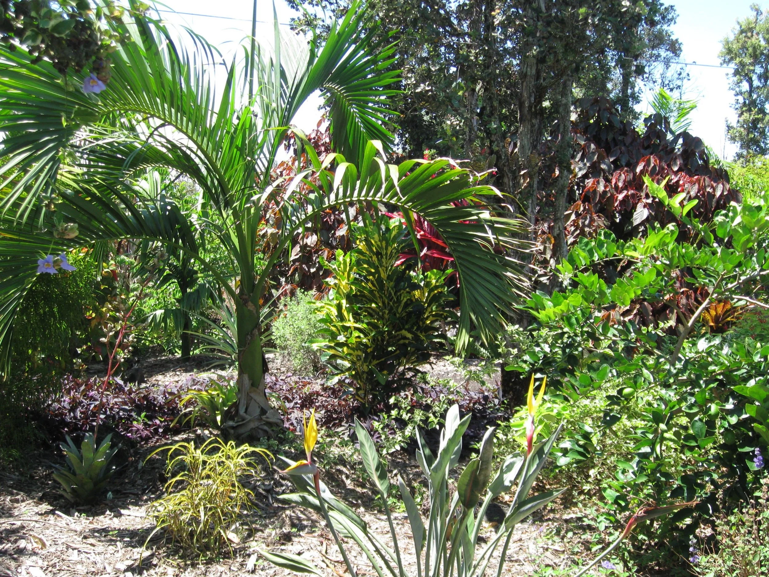 Carpoxylon macrospermum.jpeg