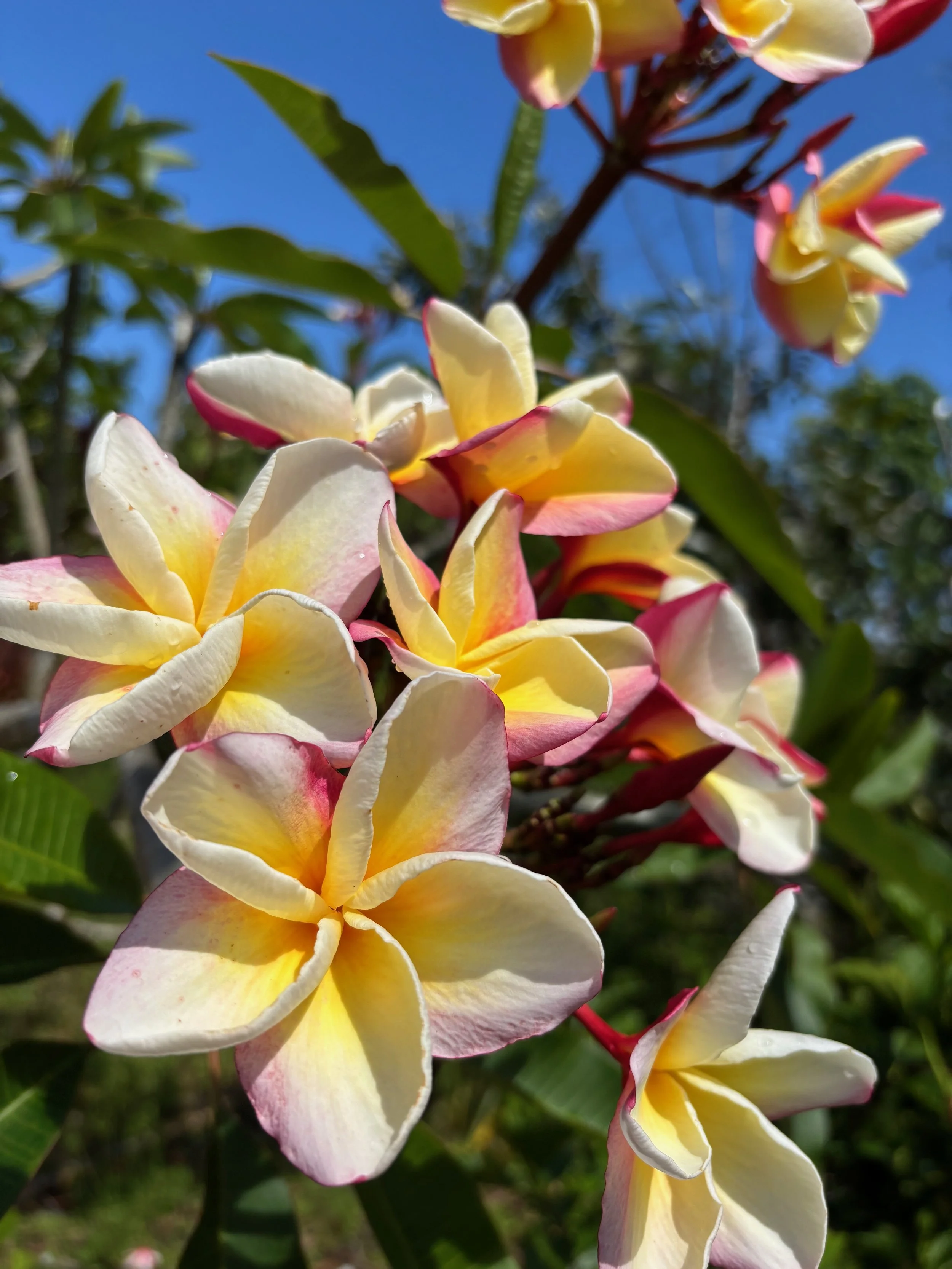 Plumeria rubra 'Vera Cruz Rose' (2).jpeg