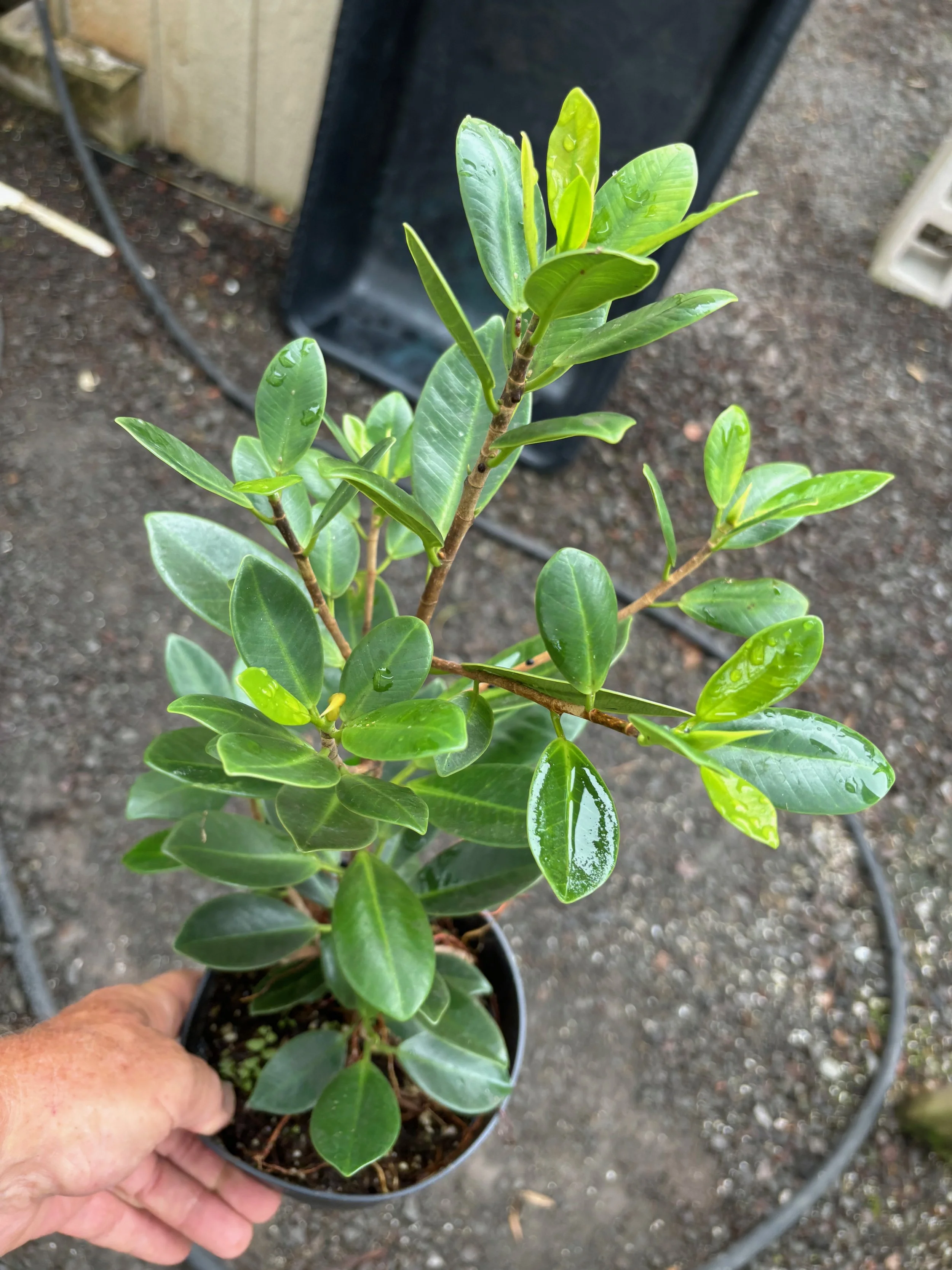 Ficus microcarpa var. crassifolia (upright form) — Vintage Green Farms ...