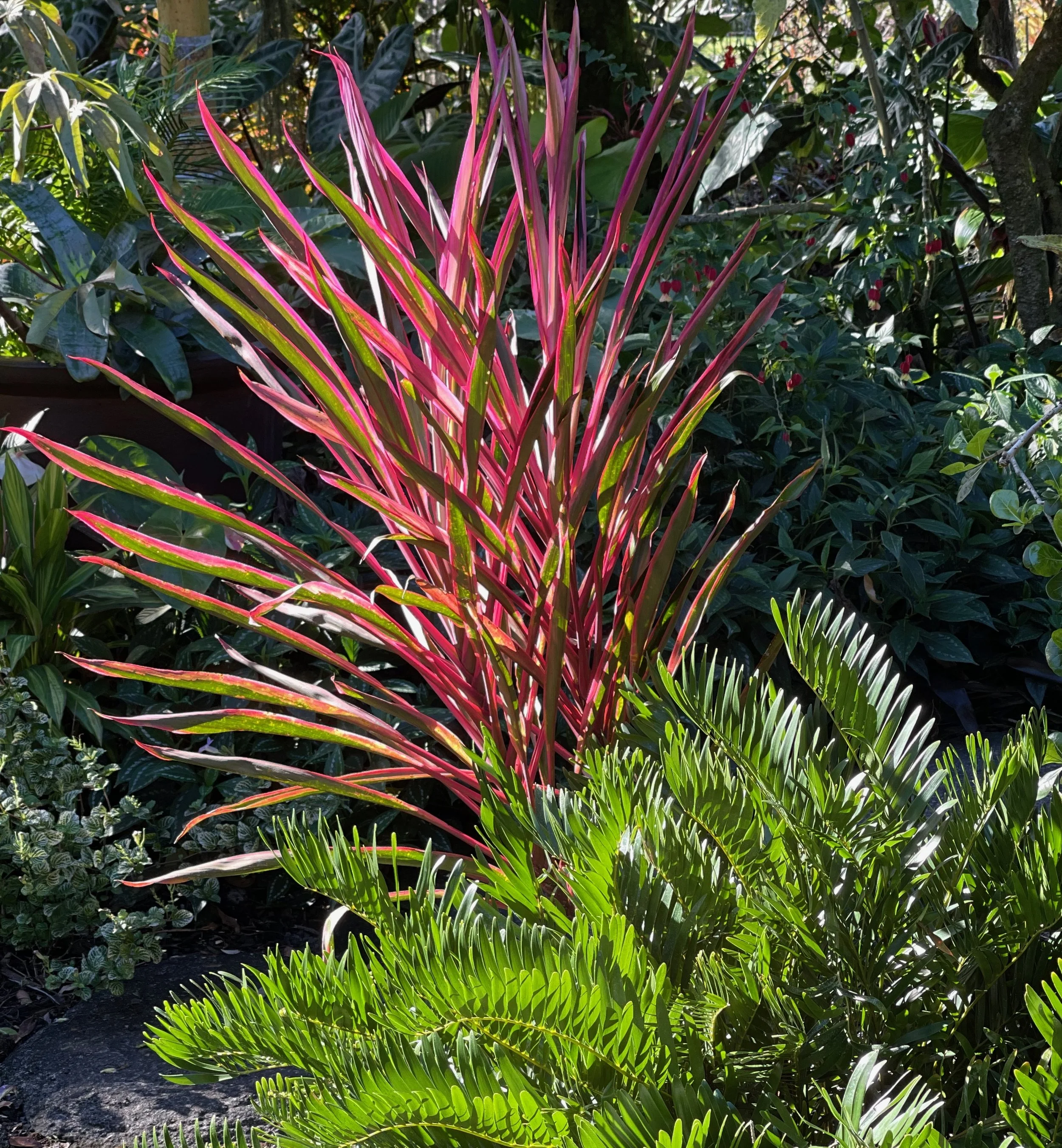 Zamia pumila & Cordyline terminalis 'Pink Sparkler'.jpeg