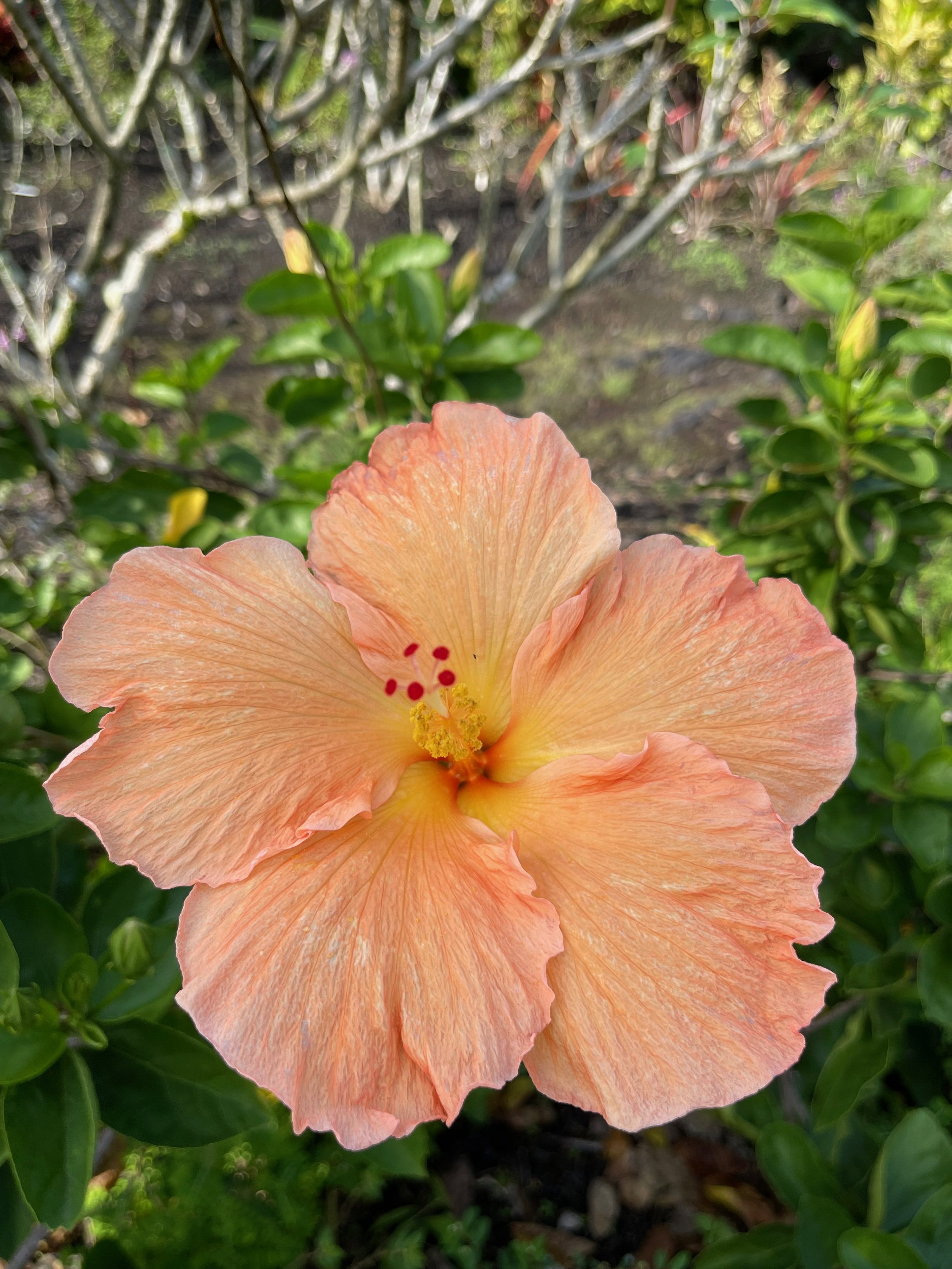 Hibiscus rosa-sinensis 'Soul Survivor'.jpeg
