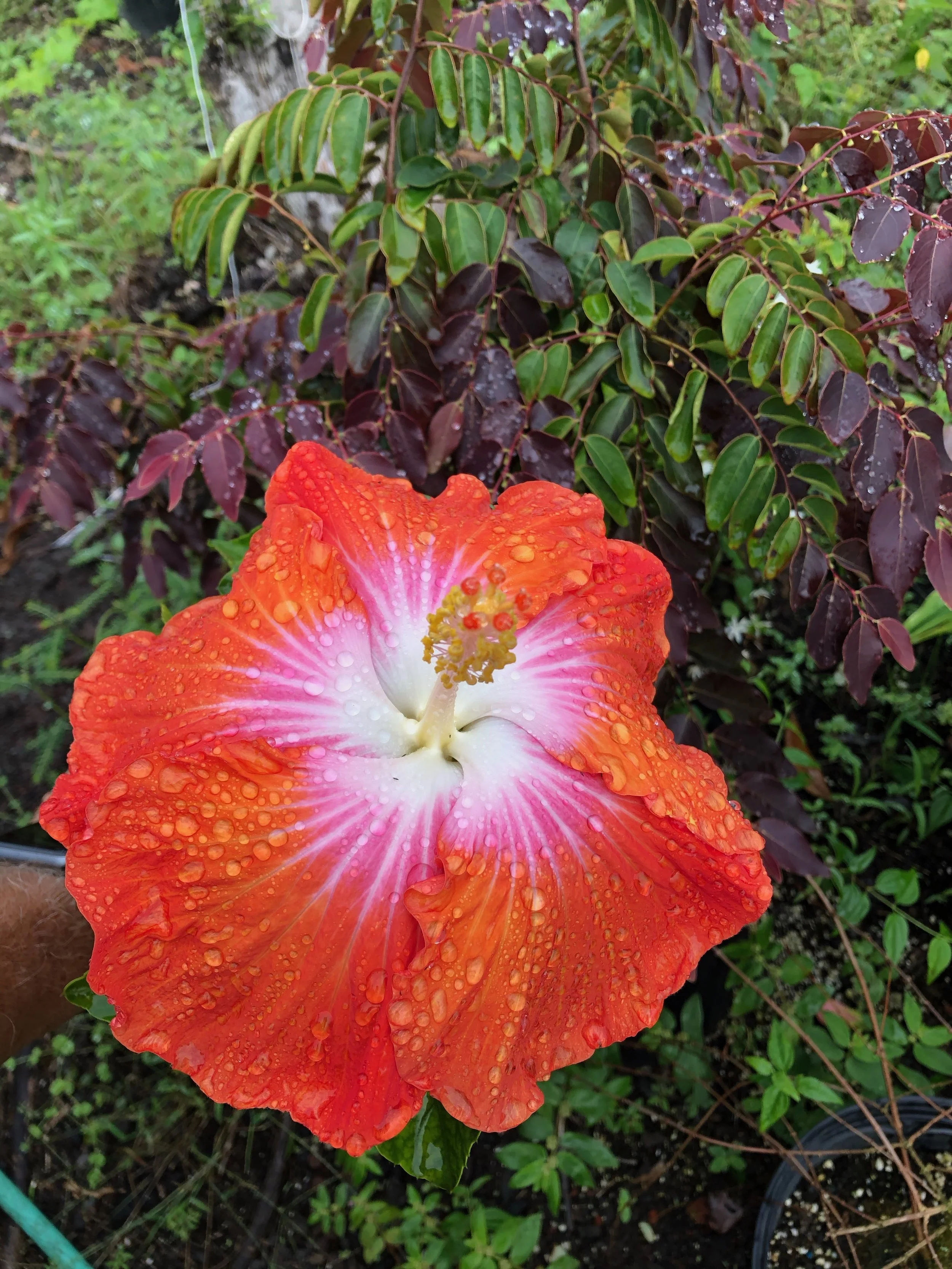 Hibiscus rosa-sinensis 'Passion Punch' (3).jpeg