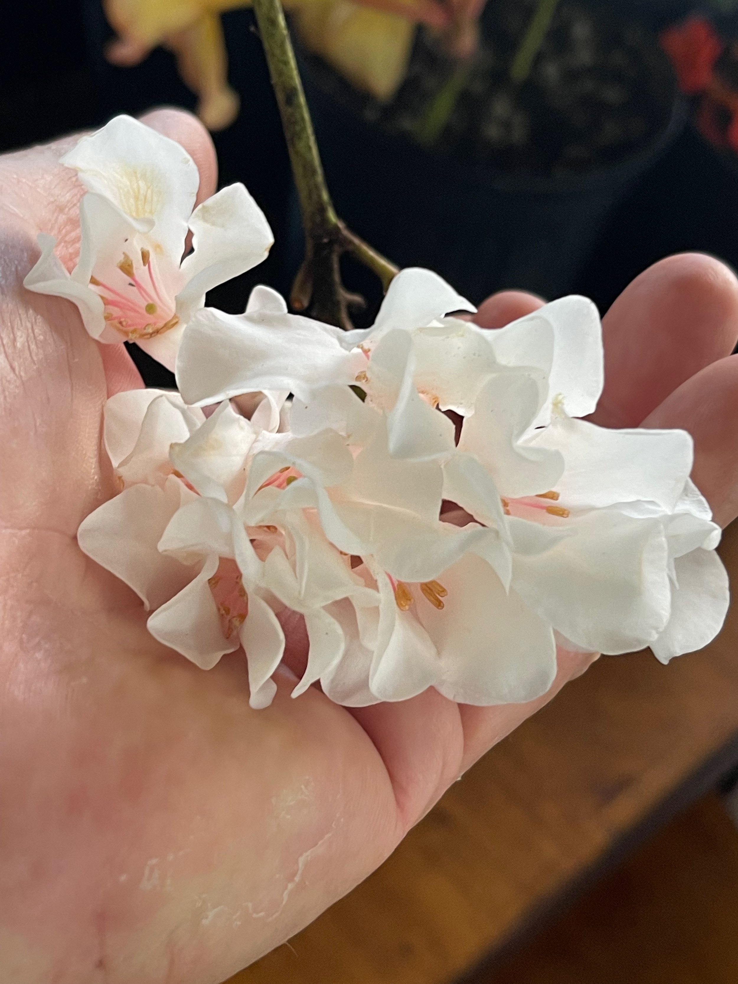 Rhododendron vireya 'Felicitas'.jpeg