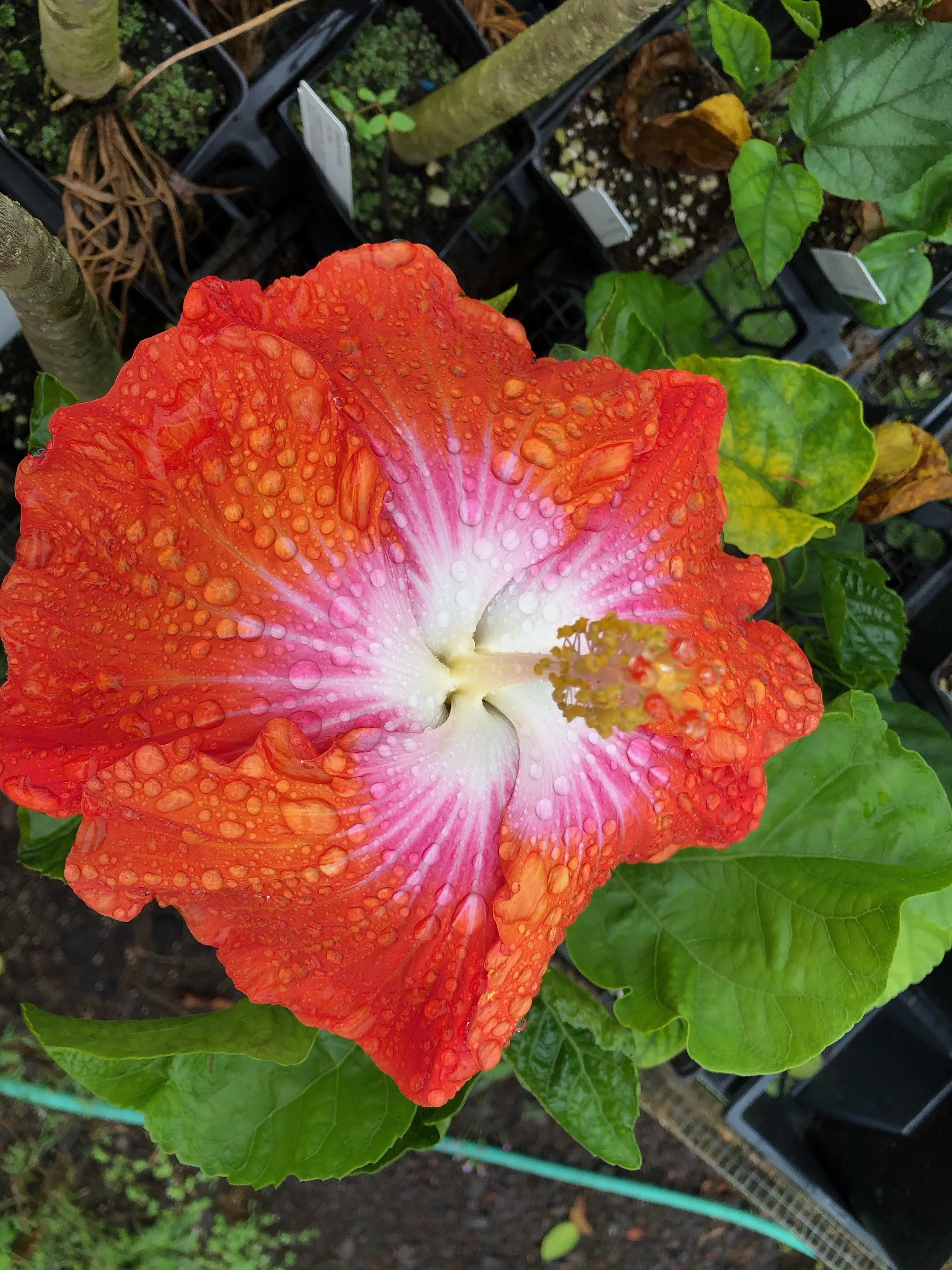 Hibiscus rosa-sinensis 'Passion Punch' (4).jpeg