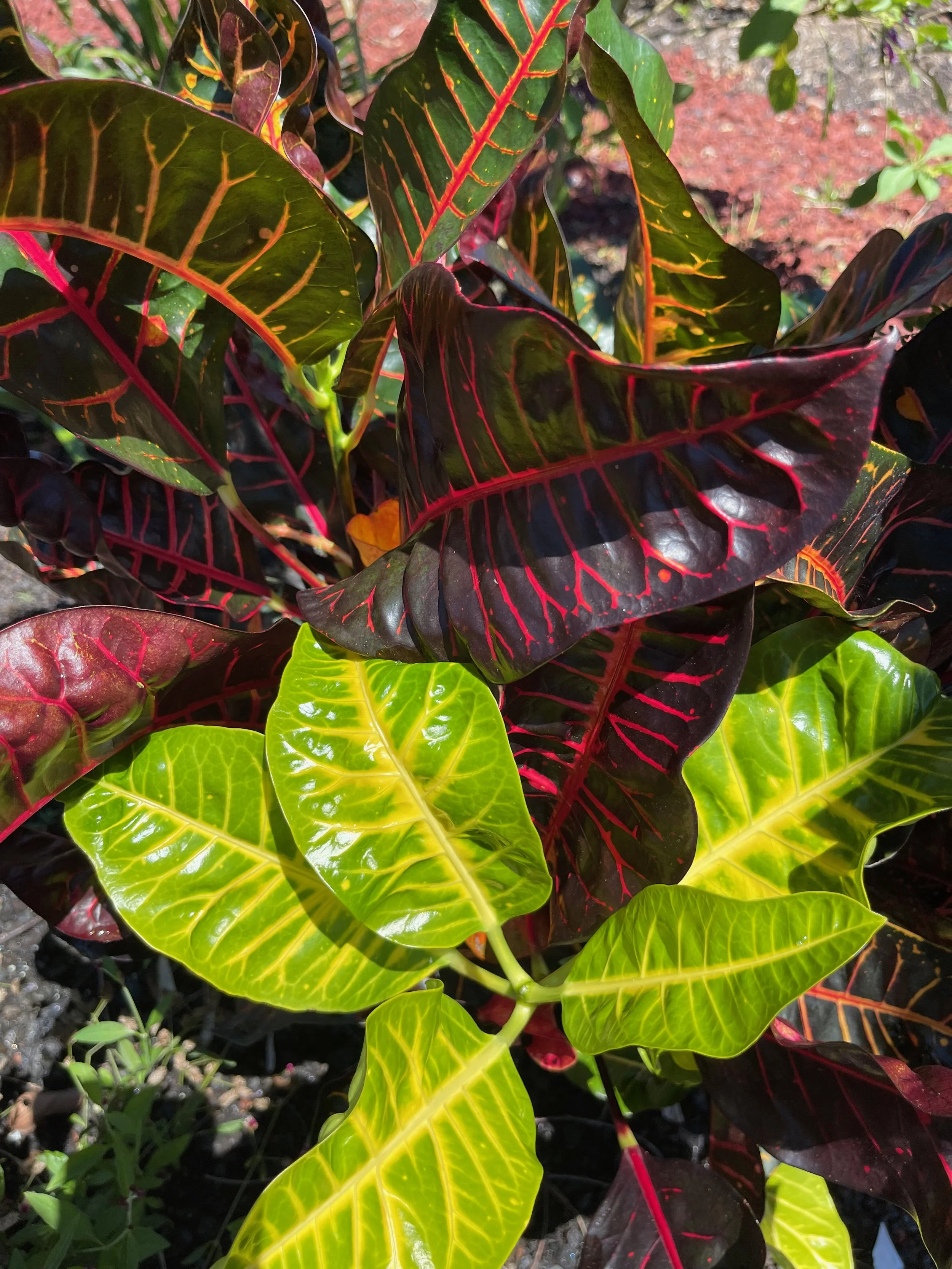 Codiaeum 'Captain Gilbert Cultler' (2).jpeg