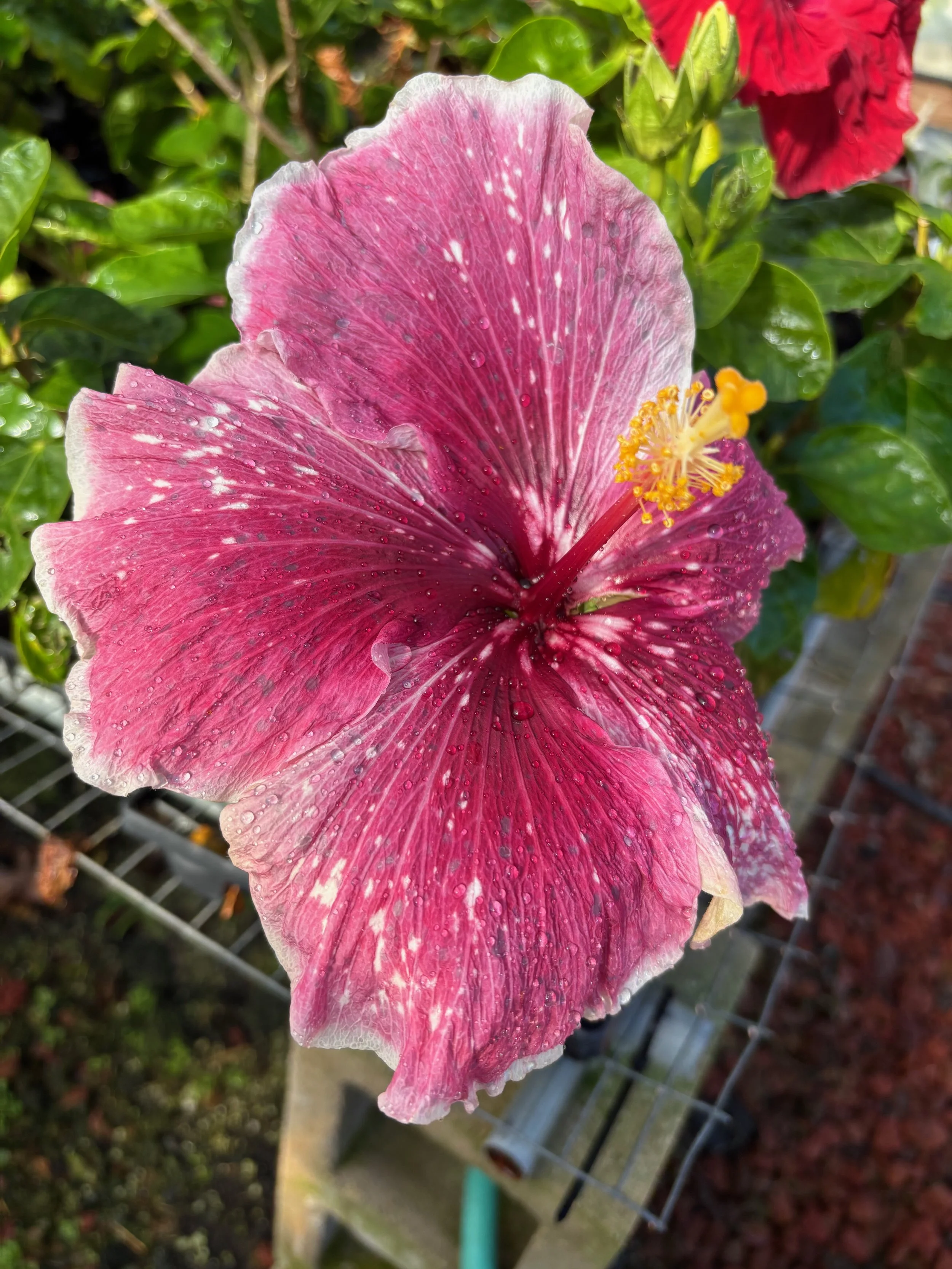 Hibiscus Rosa sinensis Purple Magic Vintage Green Farms With Tom Hibiscus Rosa sinensis Purple Magic Vintage Green Farms With Tom