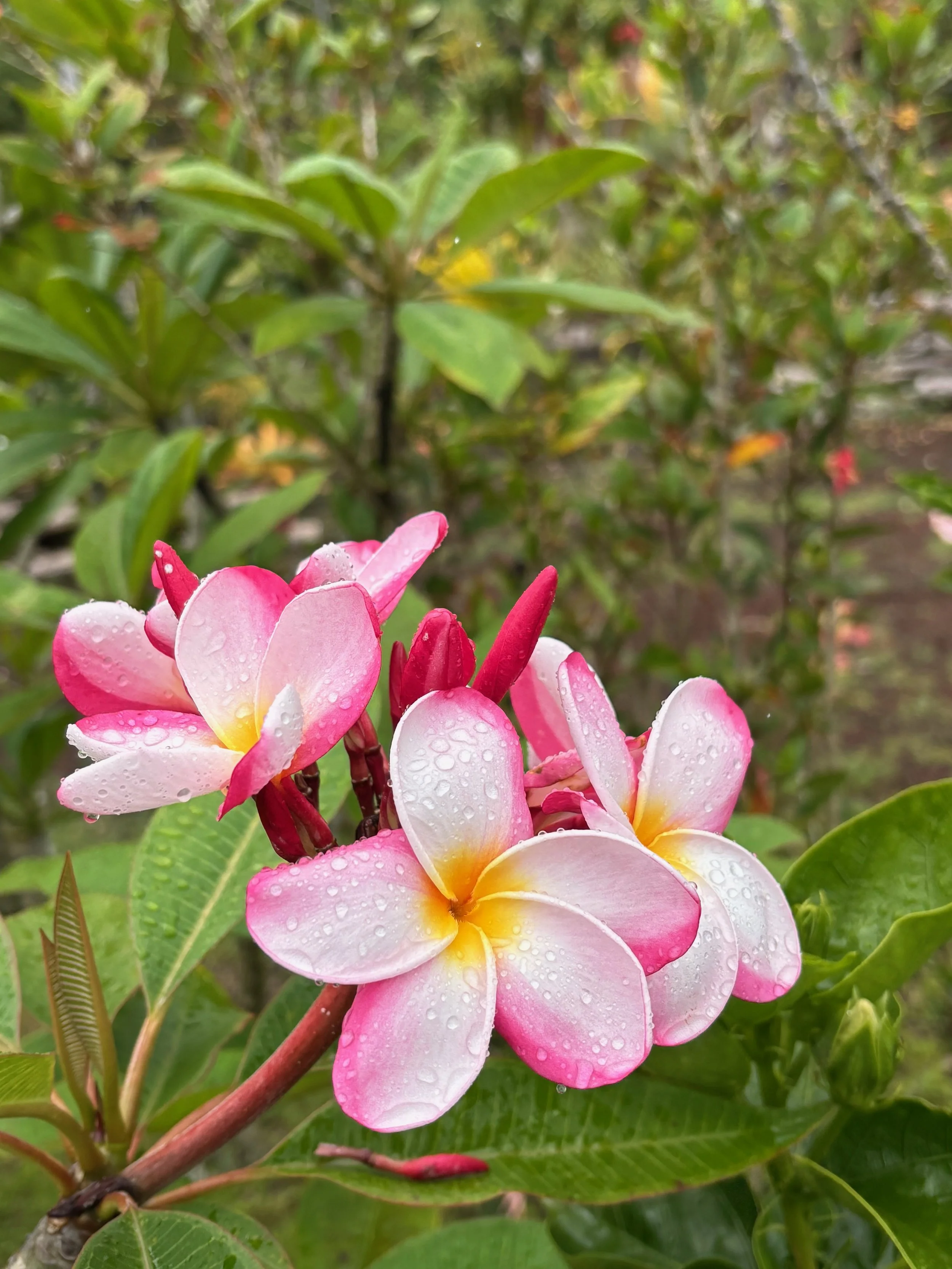 Plumeria rubra 'Linda Gail' (3).jpeg