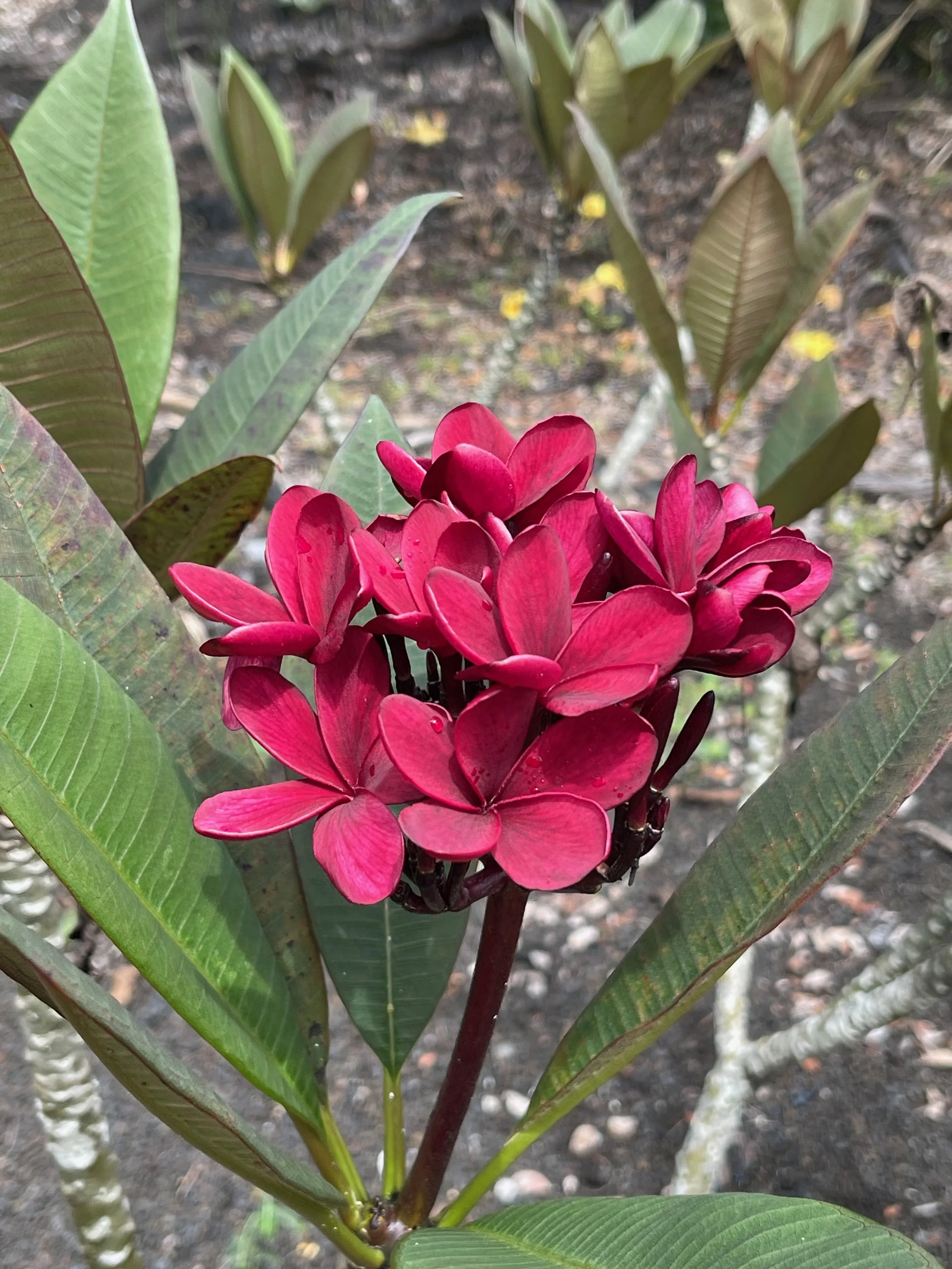 Plumeria rubra 'Dark Red' Scott Pratt (3).jpeg