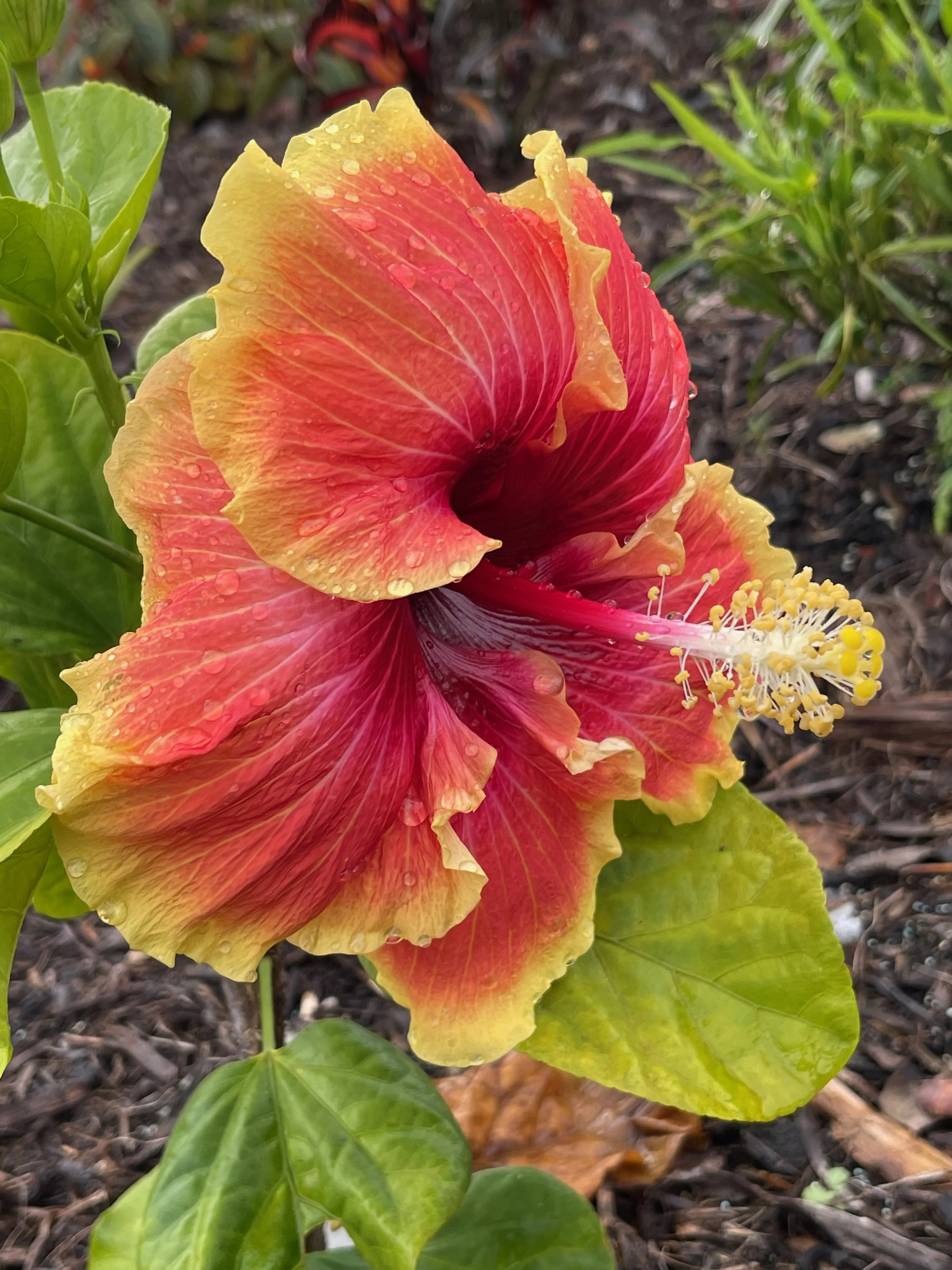 Hibiscus rosa-sinensis 'Don Quijote' (1).jpeg