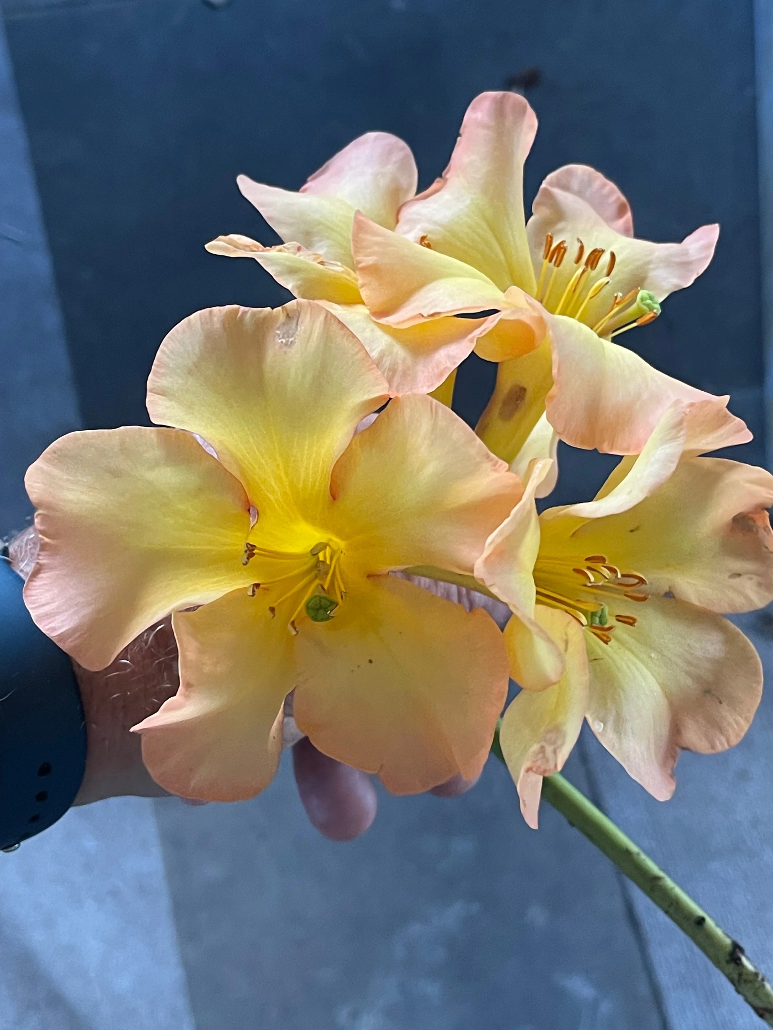 Rhododendron vireya 'Harry Wu' (8).jpeg