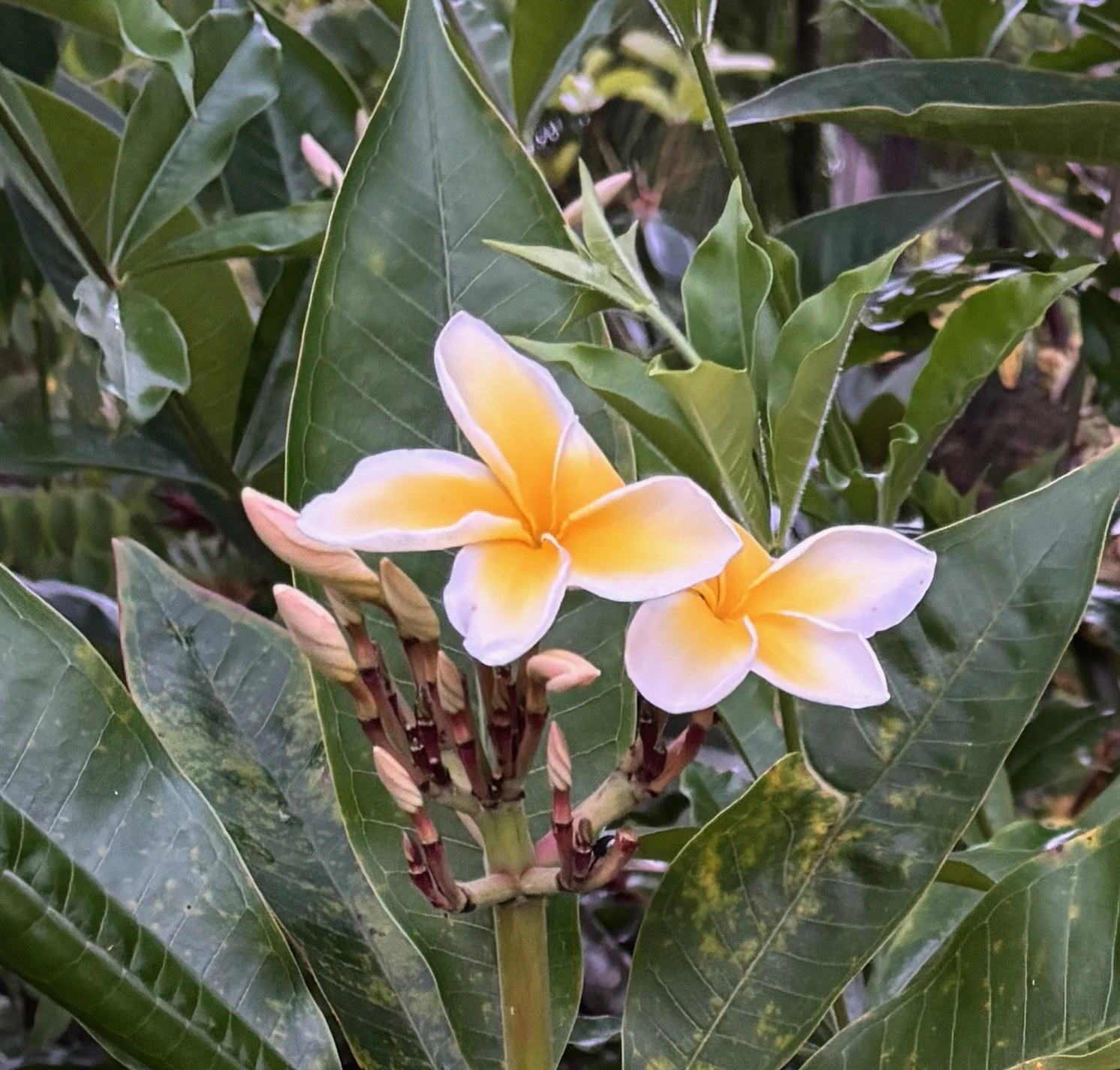 Plumeria rubra 'Celadine’ (1).jpeg