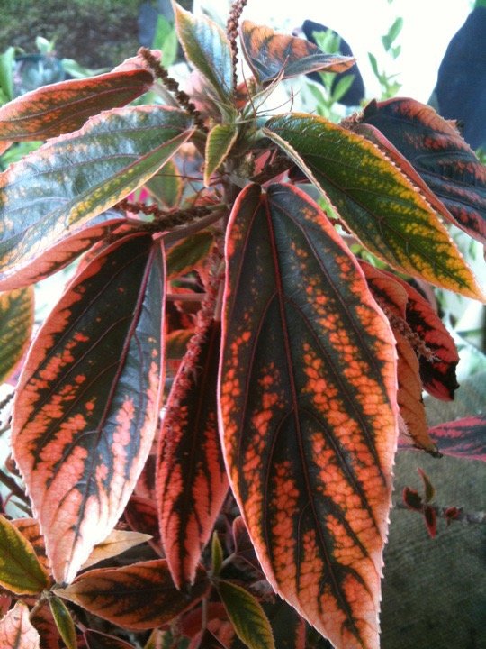 Acalypha obovata ‘Bronze’ (1).jpeg