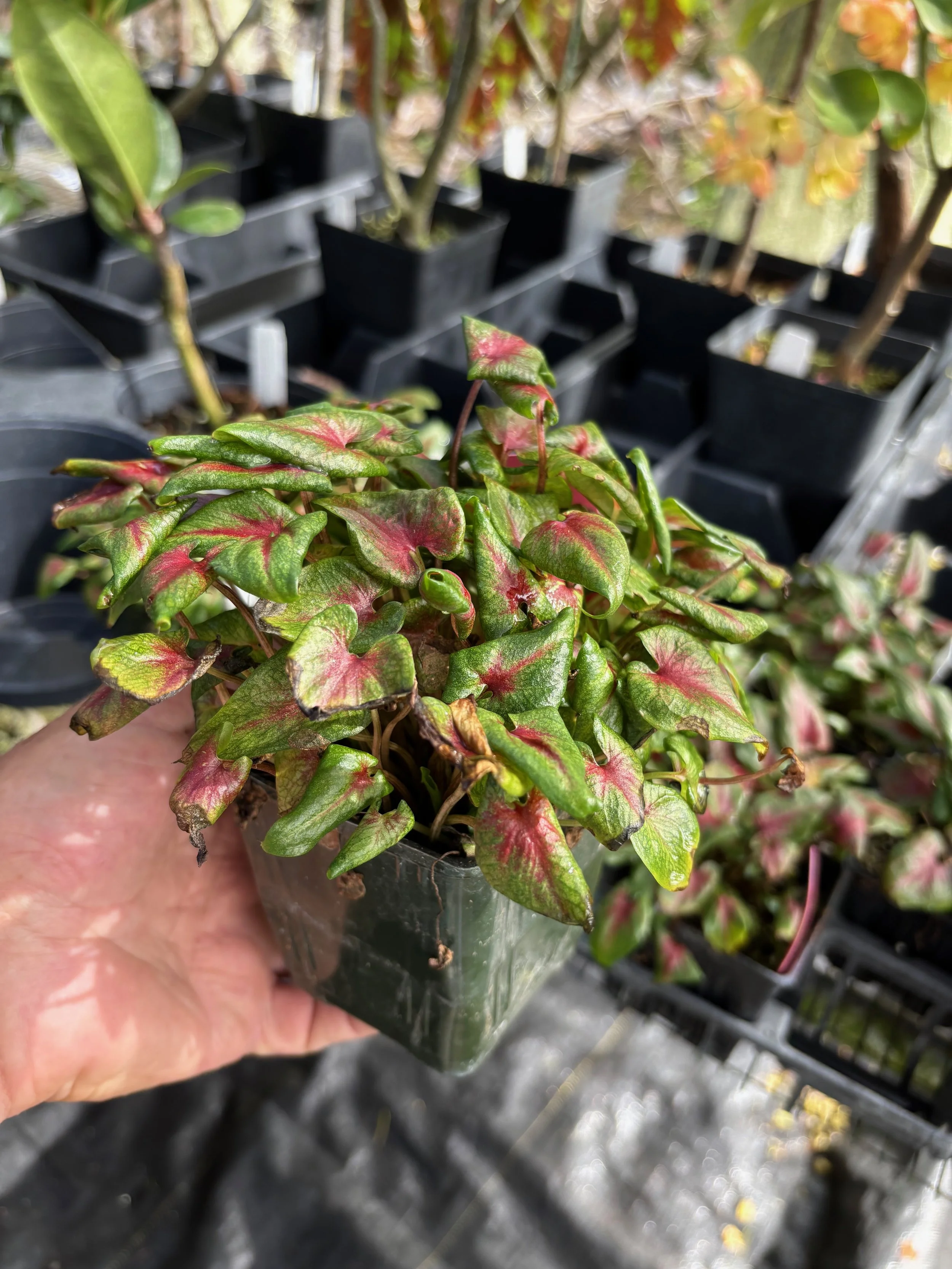 Caladium 'Mini Rosebud' — Vintage Green Farms with Tom Piergrossi