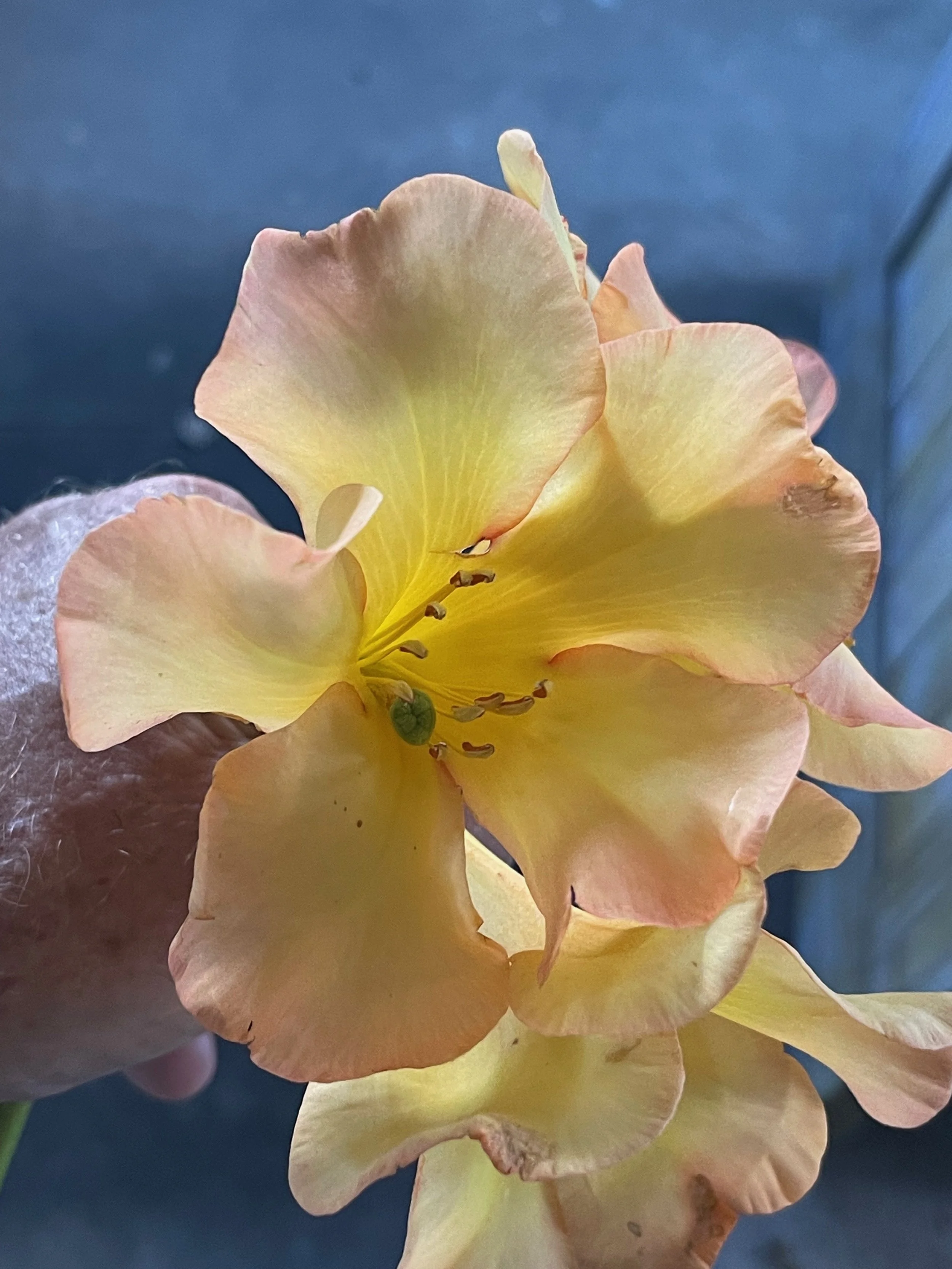 Rhododendron vireya 'Harry Wu' (6).jpeg