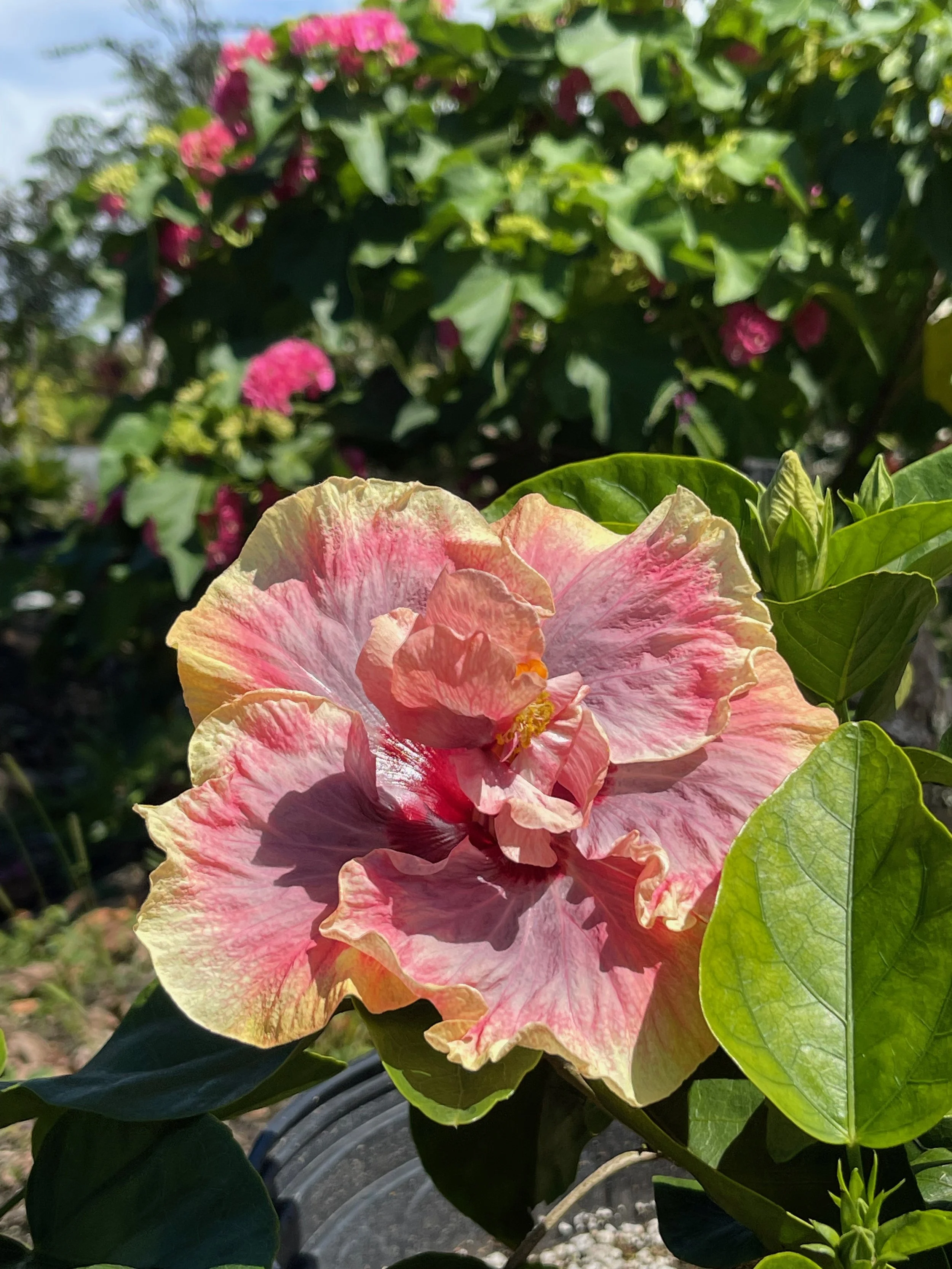 Hibiscus rosa-sinensis 'Allure'.jpeg