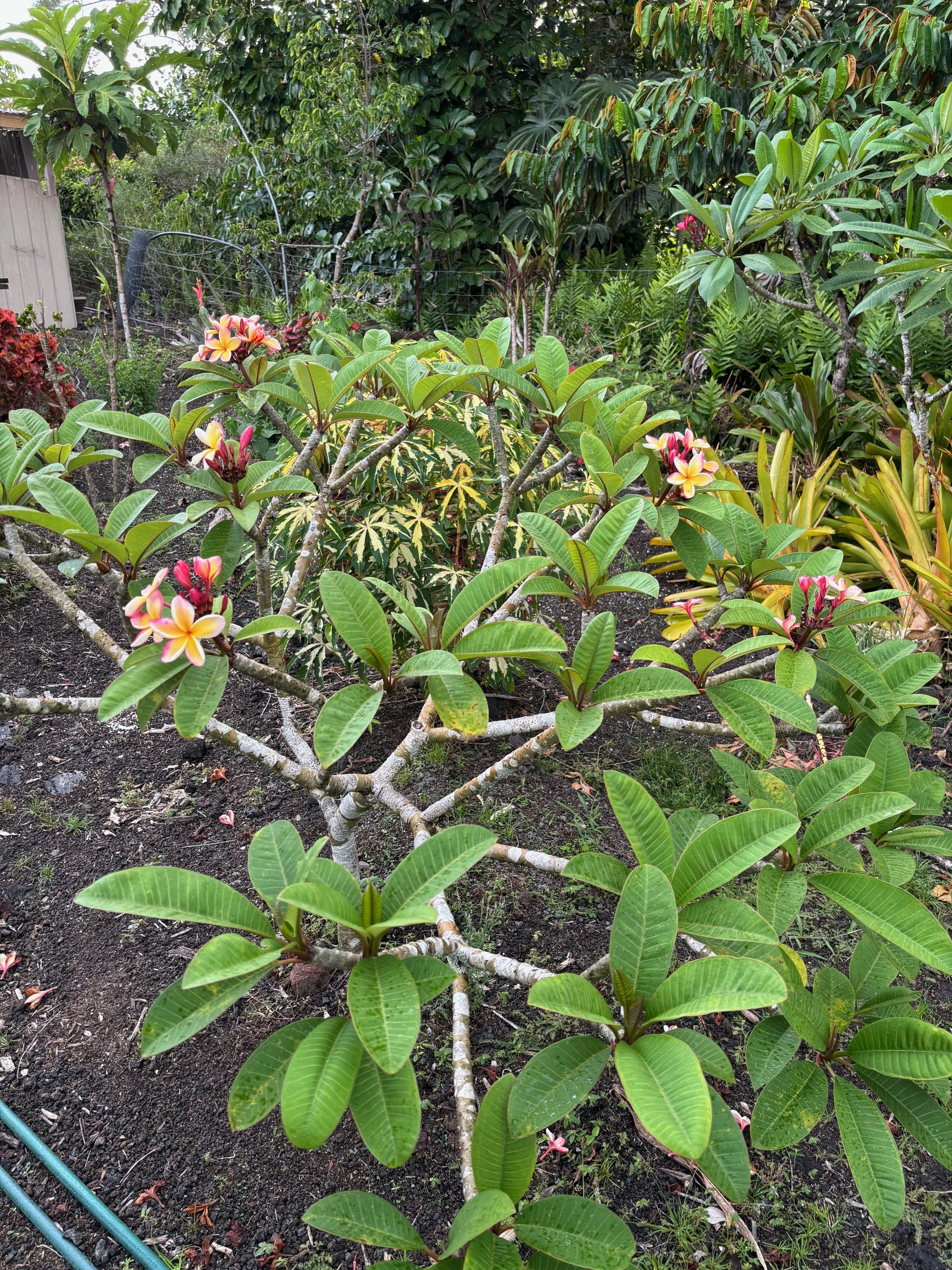 Plumeria rubra 'Penang Peach’ (3).jpeg