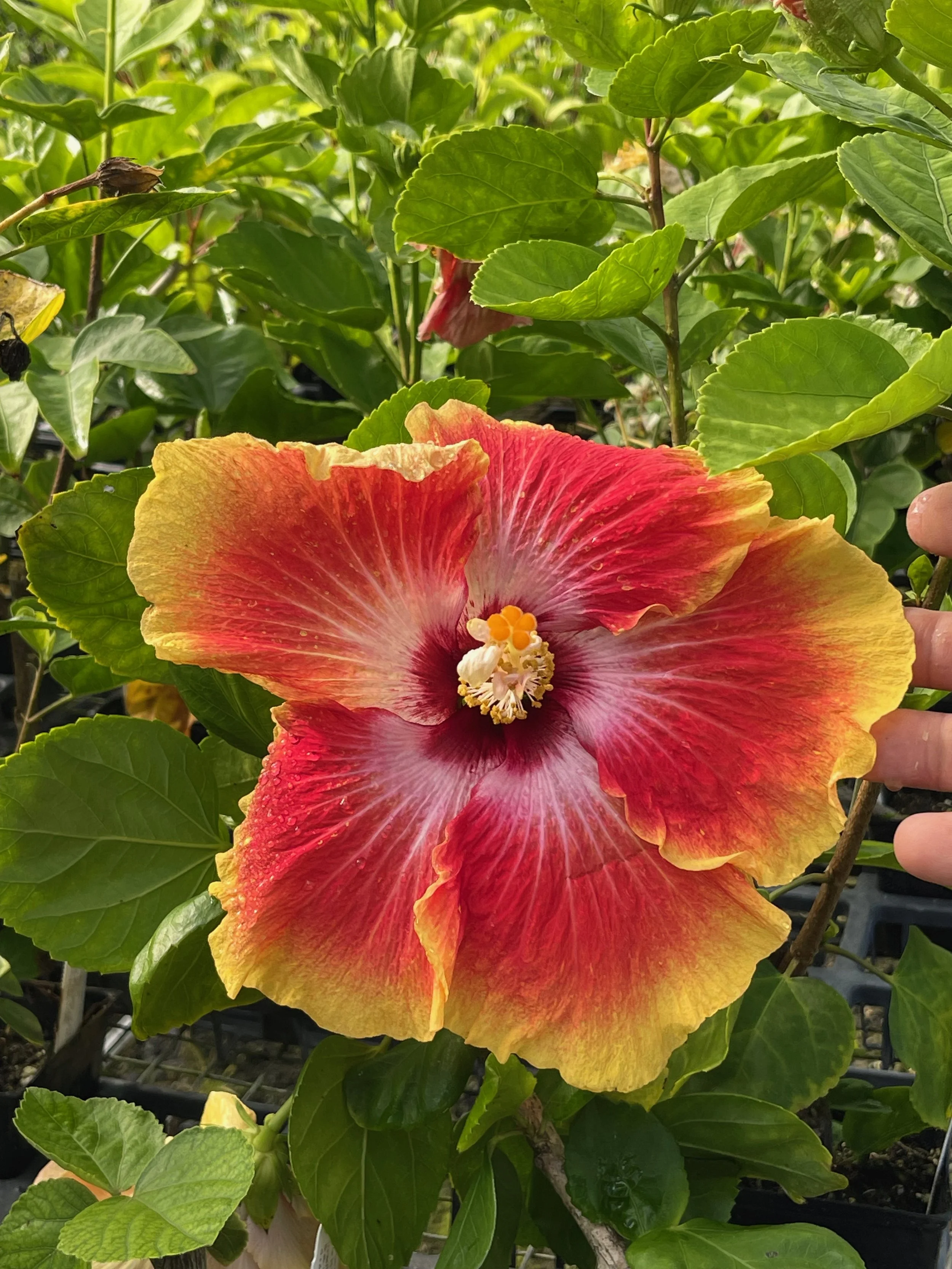 Hibiscus rosa-sinensis 'Acapulco Gold' (3).jpeg