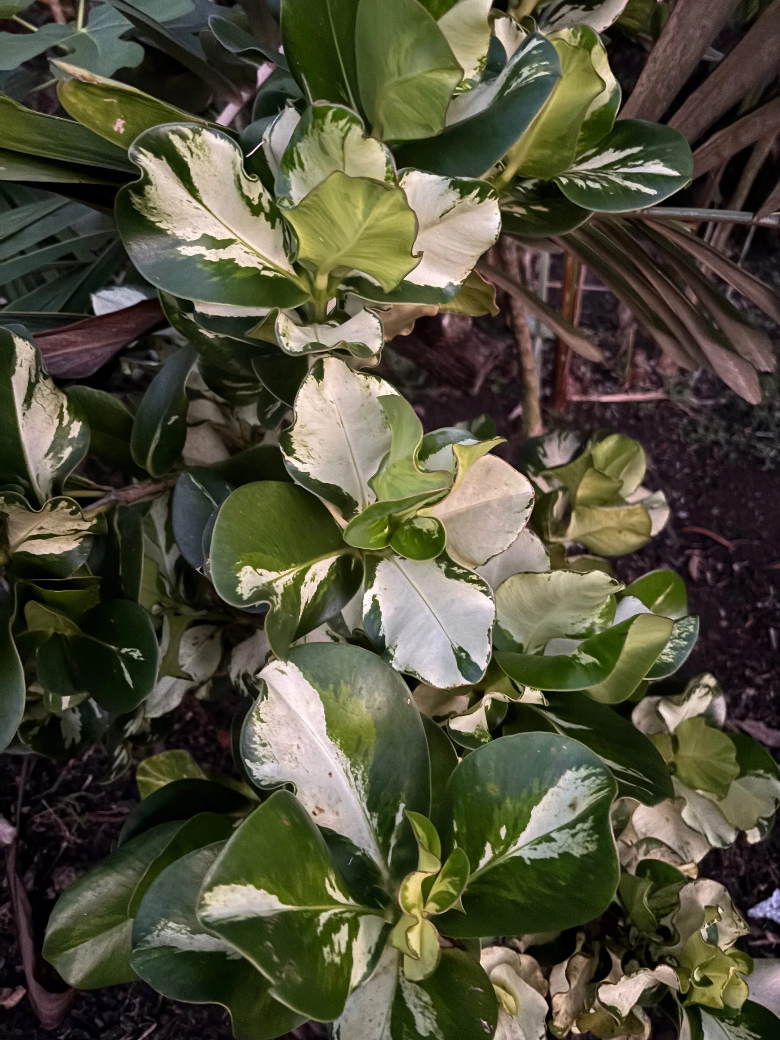 Clusia sp. 'Variegata' (FL Clone) (1).jpeg