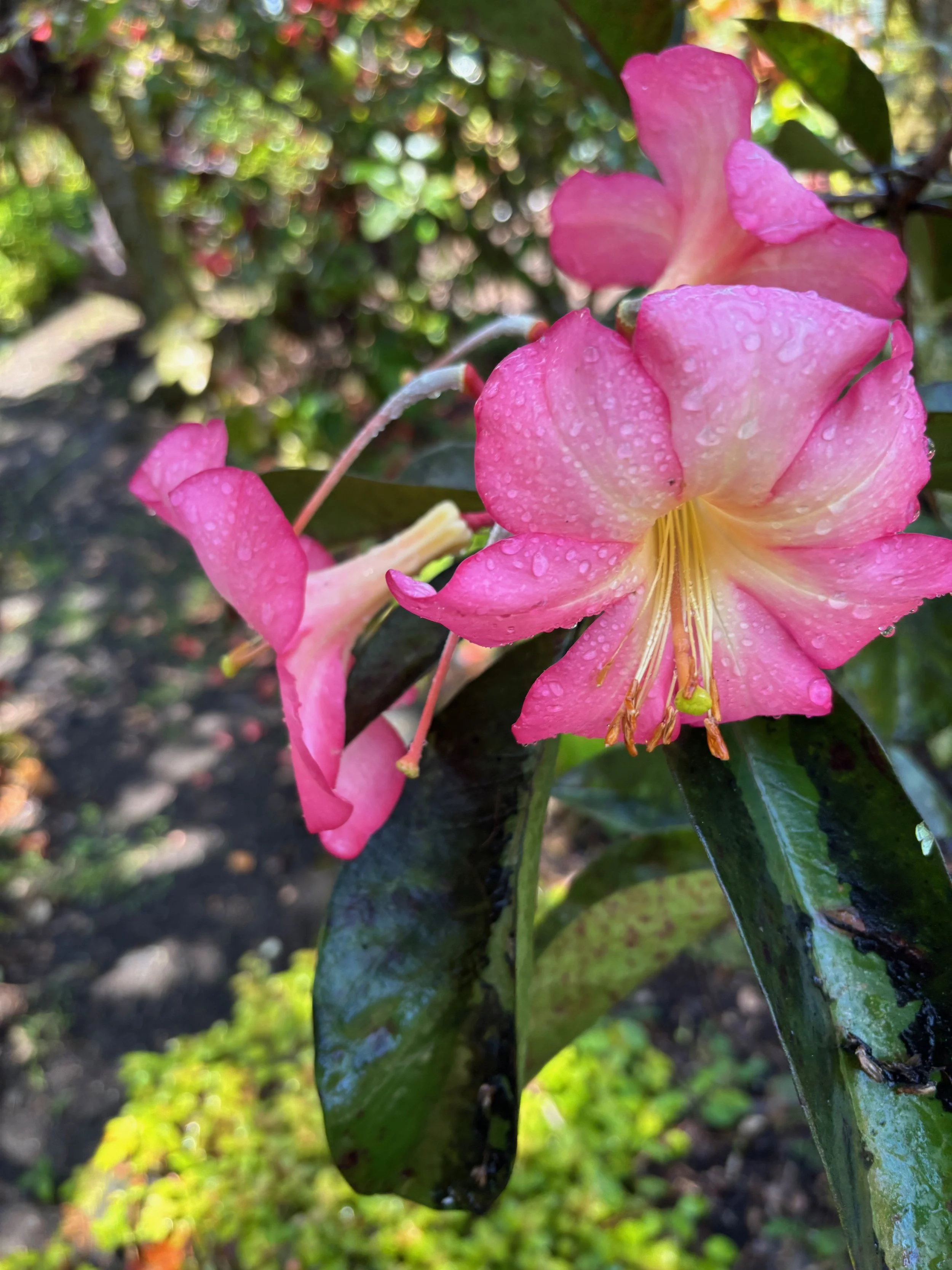 Rhododendron vireya 'Kadam'.jpeg