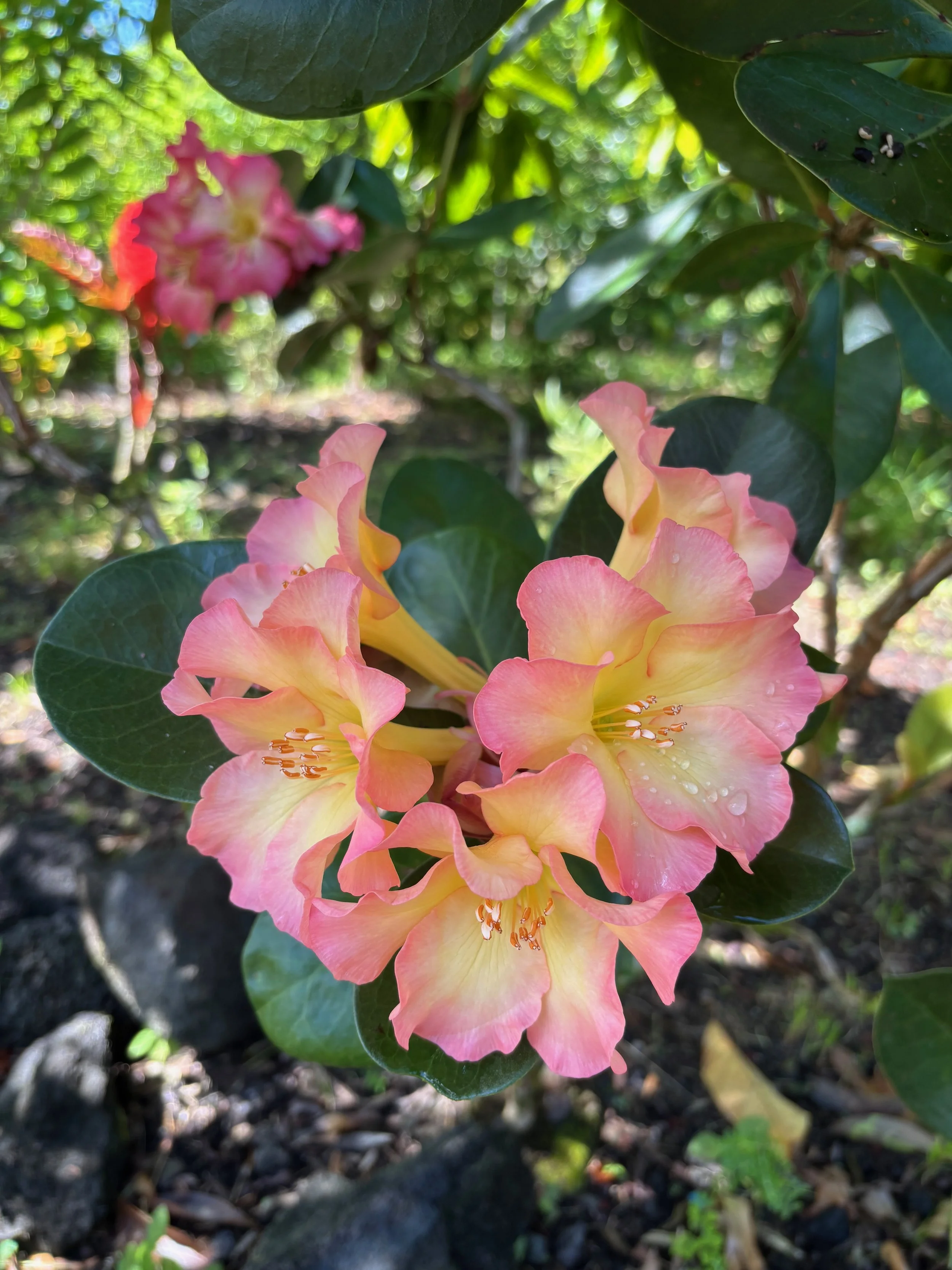 Rhododendron vireya 'New Zealand' — Vintage Green Farms with Tom Piergrossi