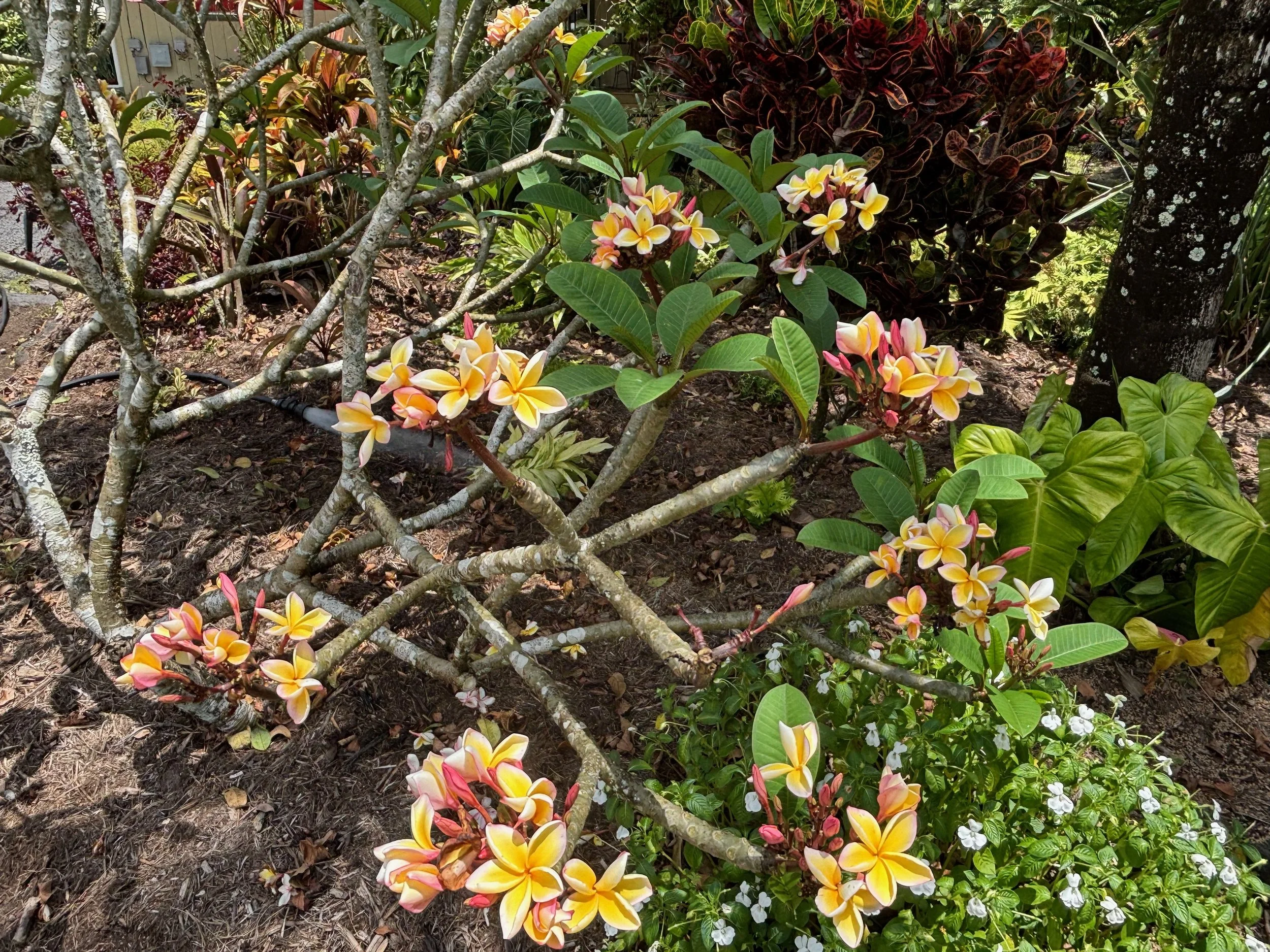 Plumeria rubra ‘California Sunset' (5).jpeg
