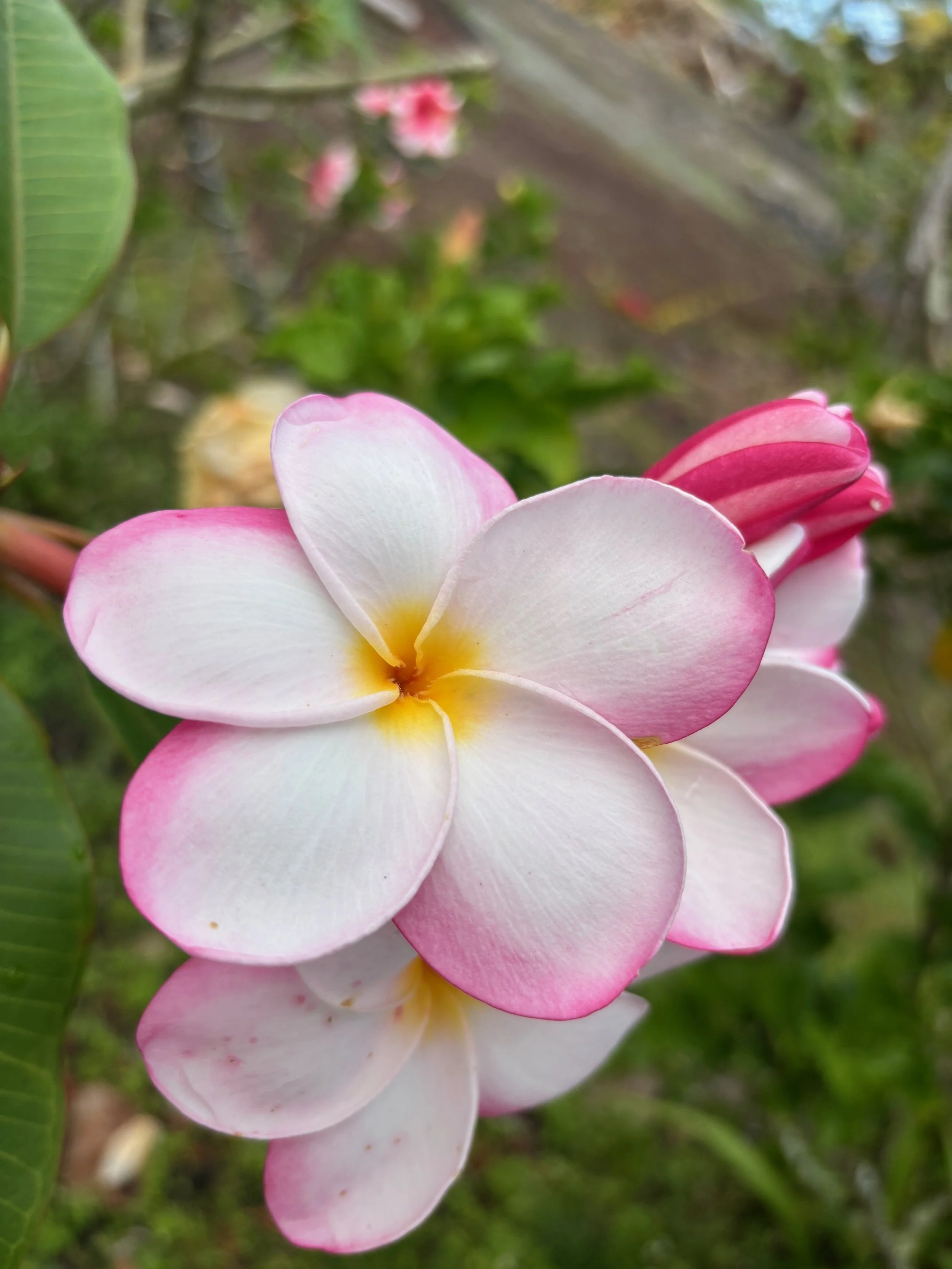 Plumeria rubra 'Linda Gail' (1).jpeg