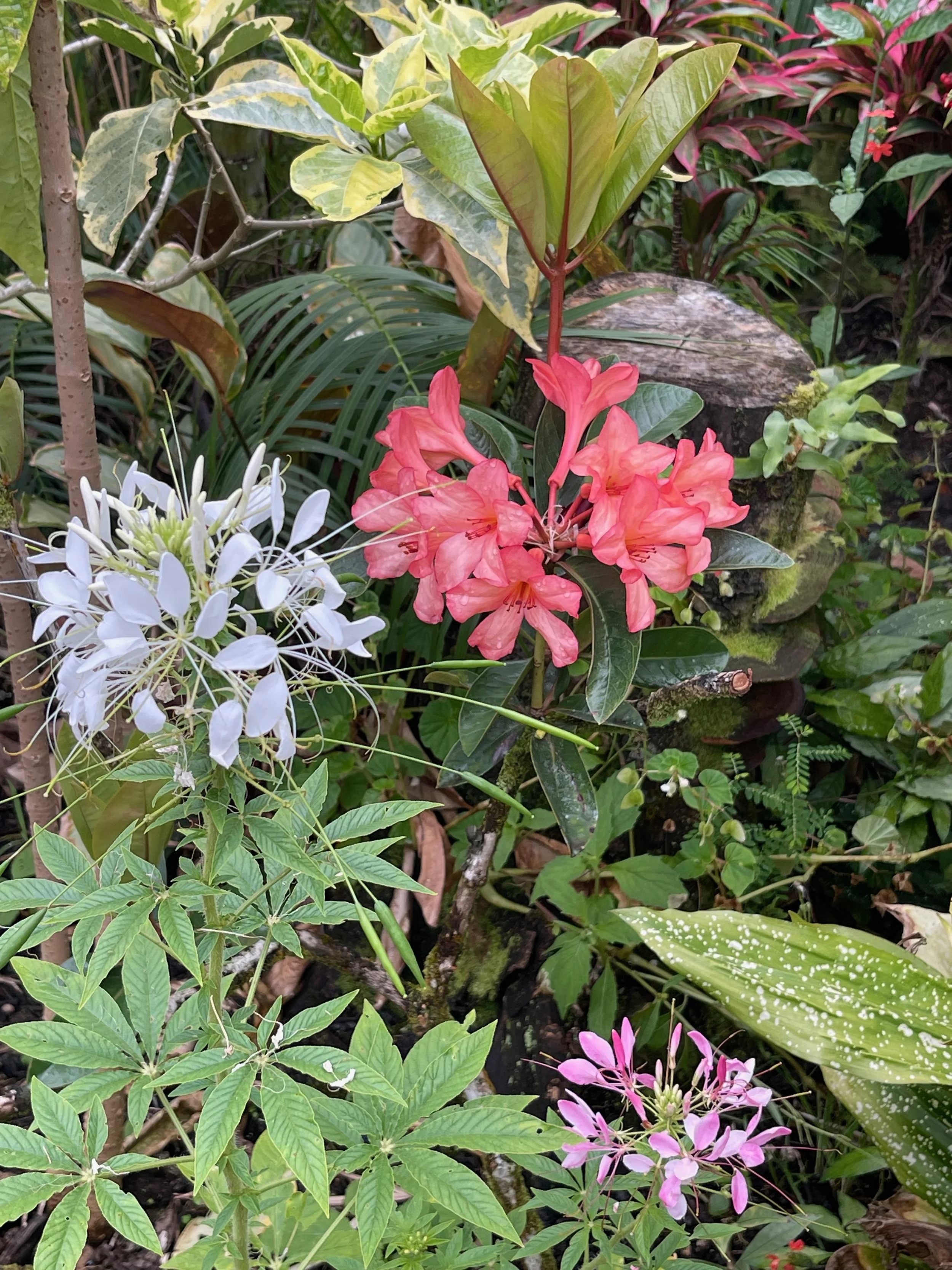 Rhododendron vireya (06) Large dark peach — Vintage Green Farms with ...