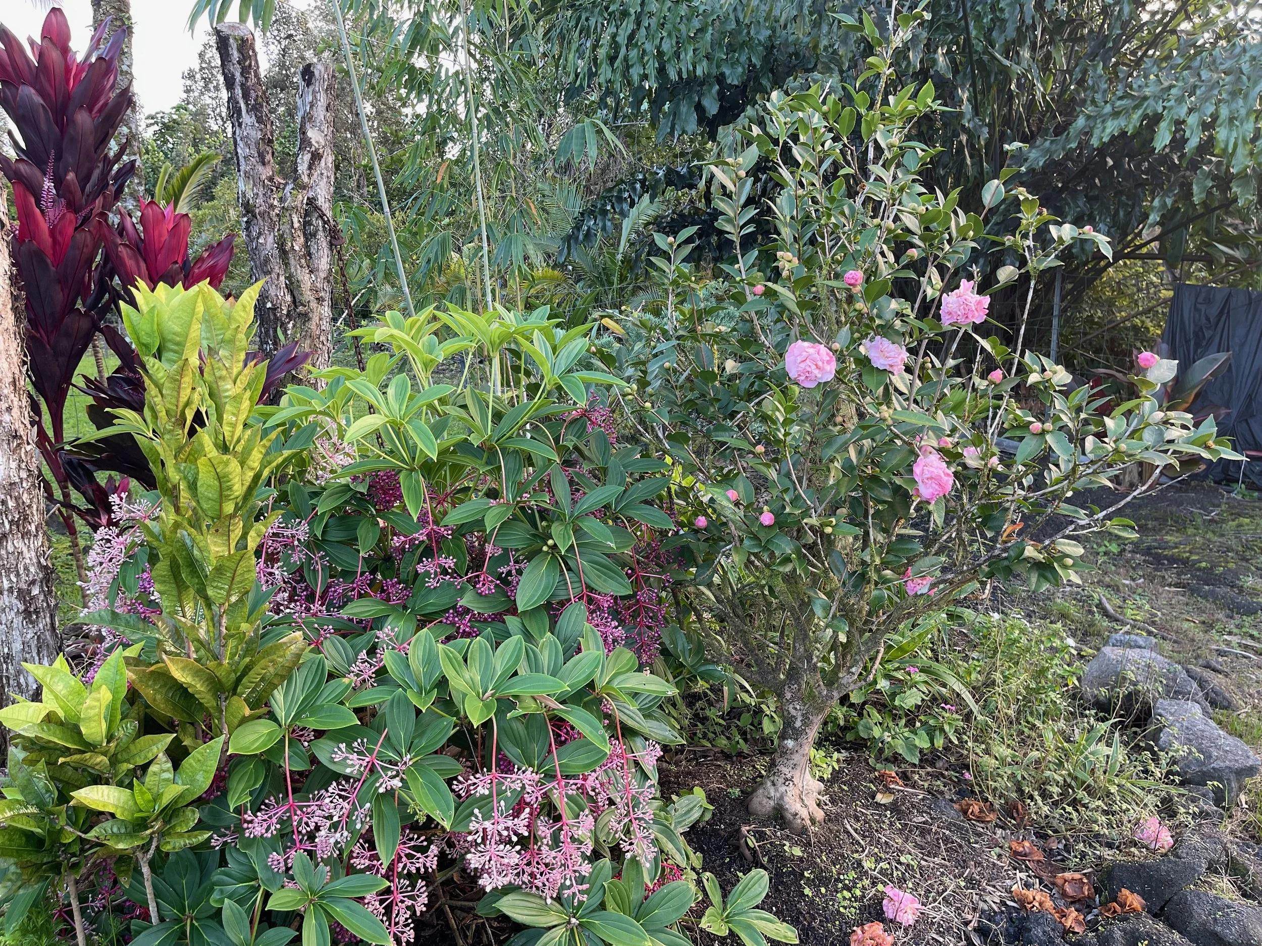 Camellia lutchuensis x ‘High Fragrance’ (2).jpeg