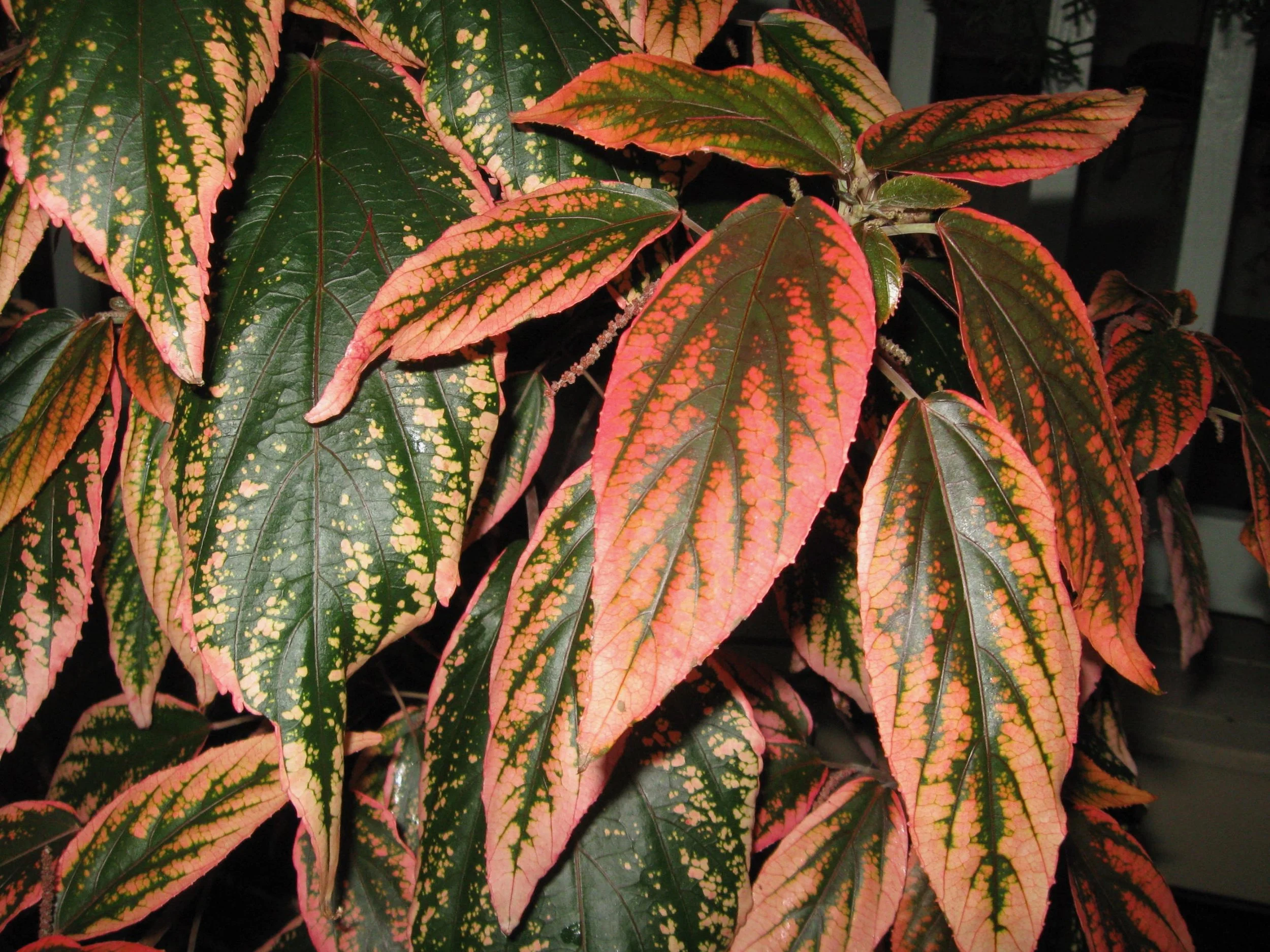 Acalypha obovata ‘Bronze’.jpeg