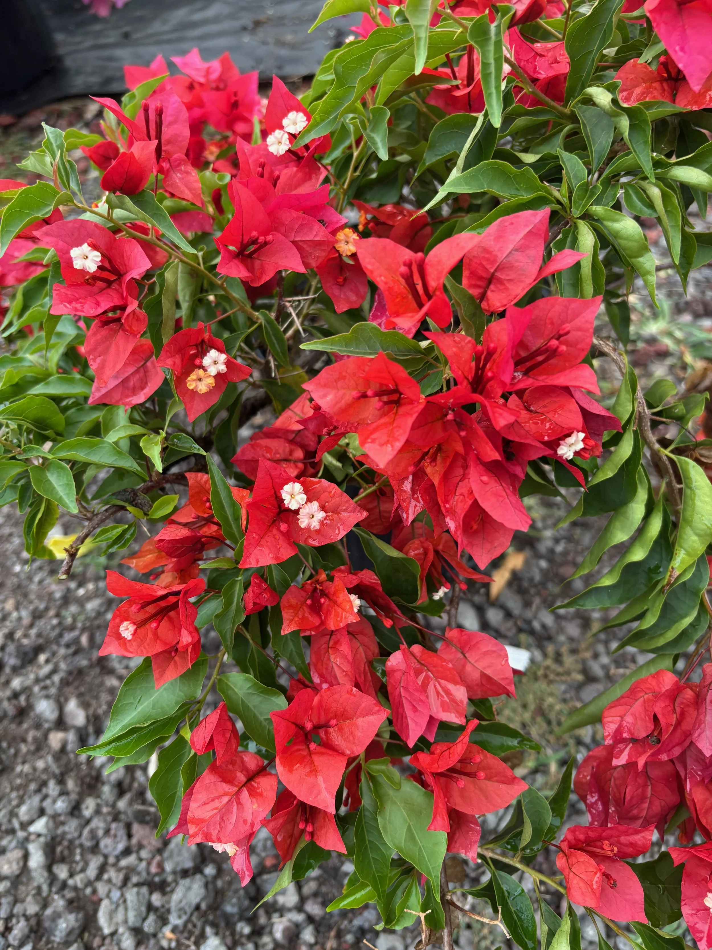 Bougainvillea (Brick Red) (3).jpeg
