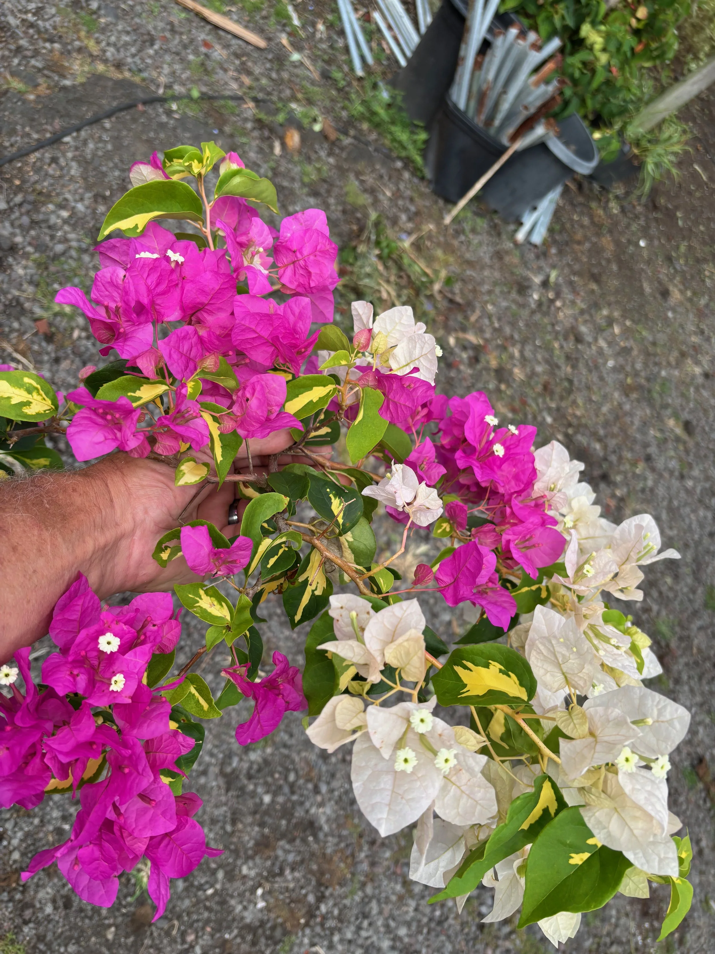Bougainvillea 'Mary Palmer's Enchantment Var.' (1).jpeg