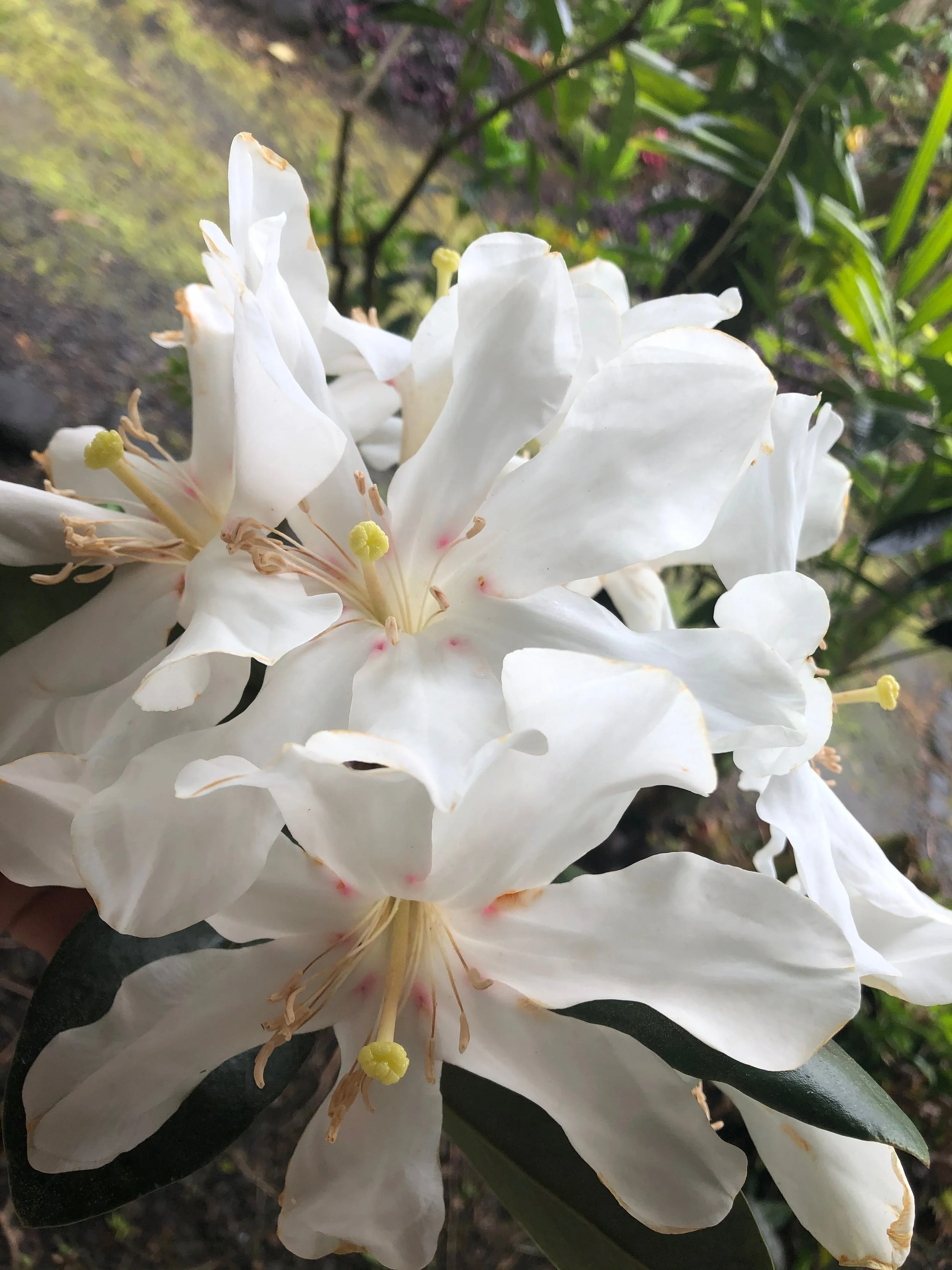 Rhododendron vireya 'Lake Habbema' (2).jpeg