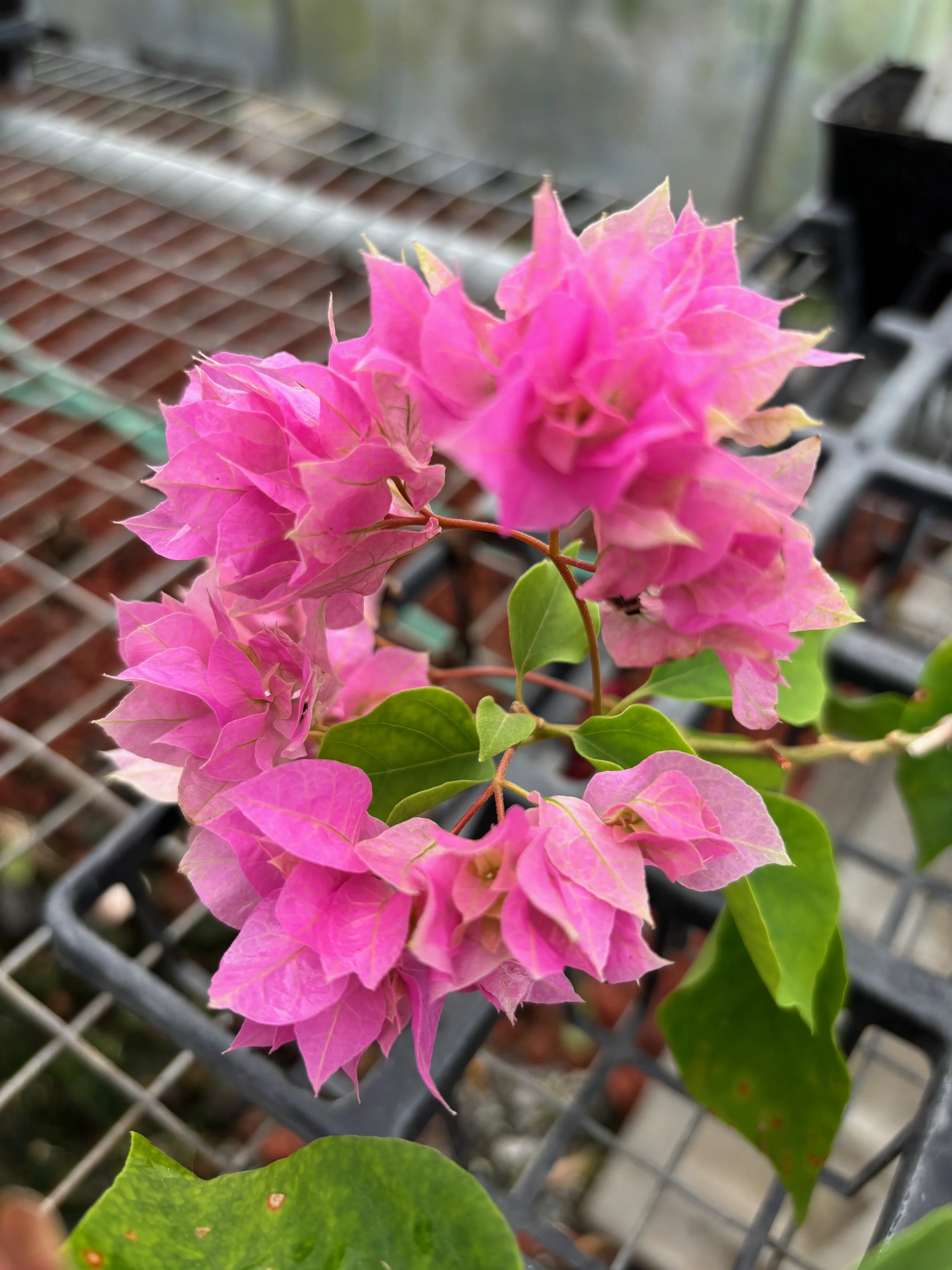 Bougainvillea (Double Pink) (3).jpeg