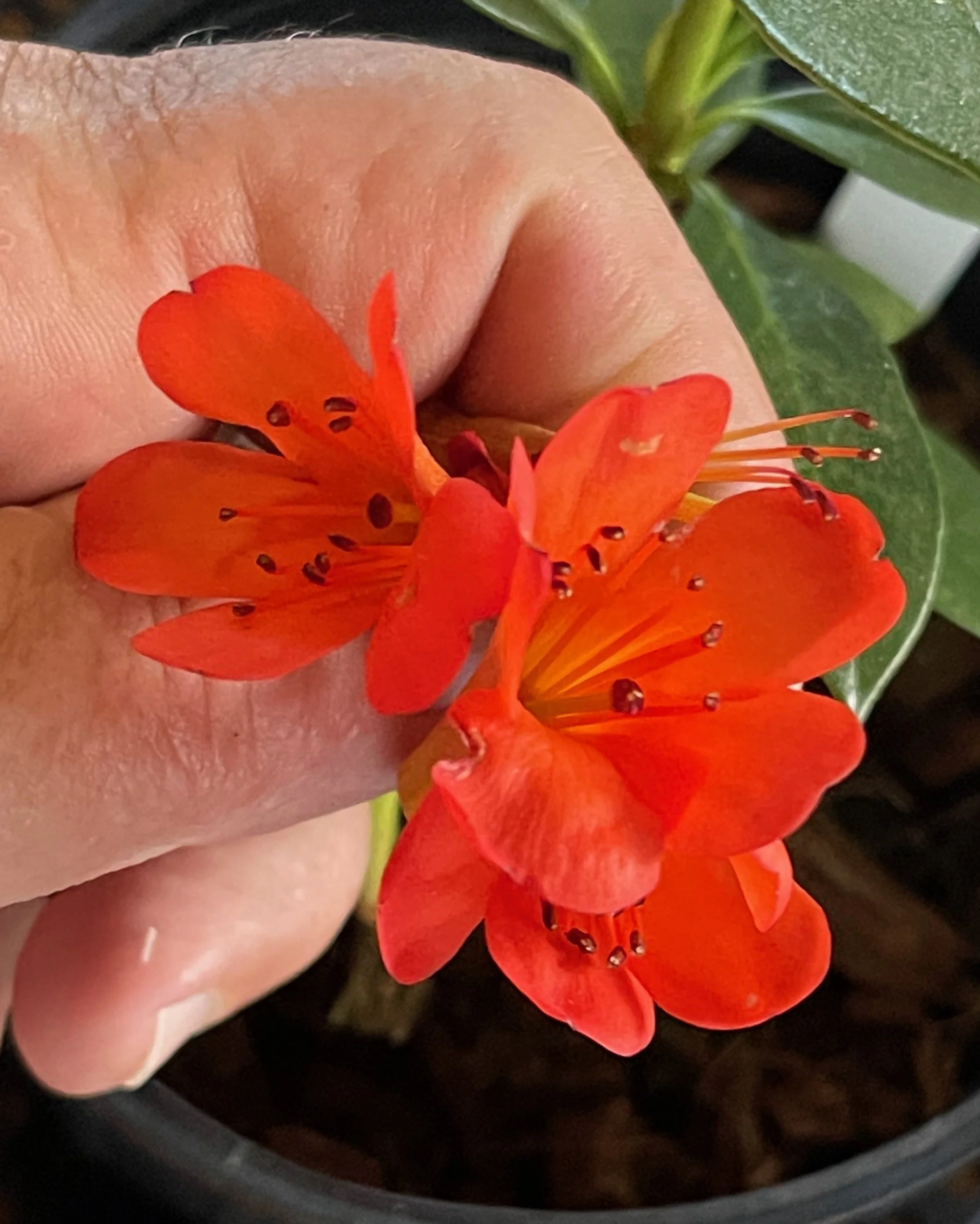 Rhododendron vireya 'Kilauea Kid'.jpeg