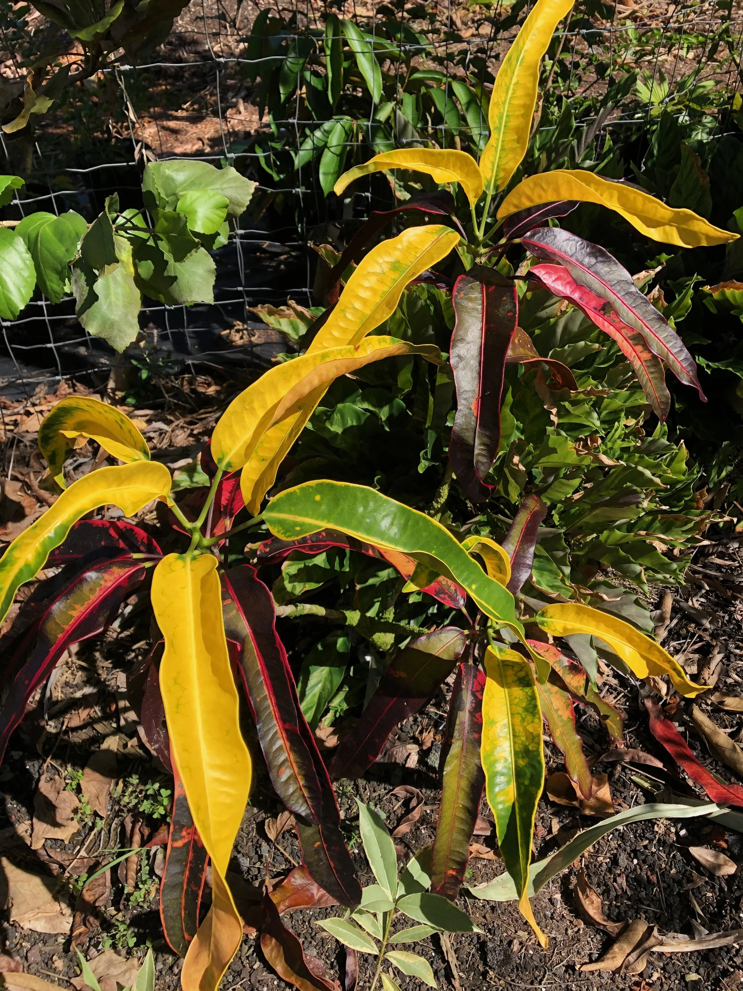 Codiaeum 'Stoplight' (1).jpeg