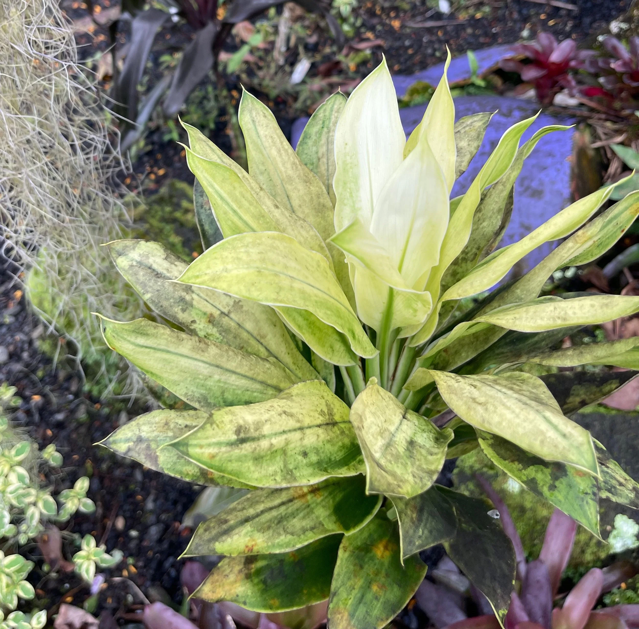Cordyline terminalis (Mini -White).jpeg