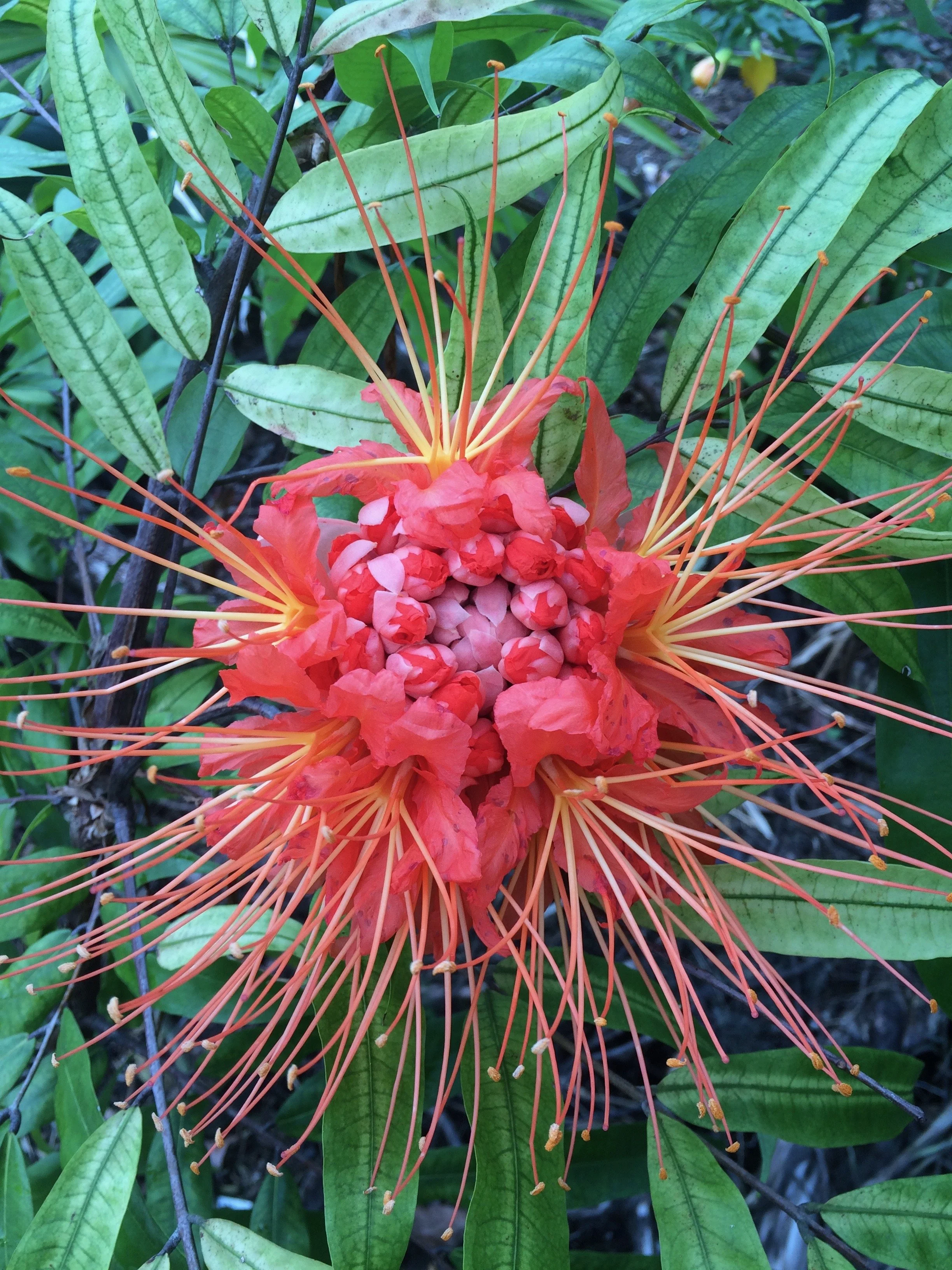 Brownea macrophylla (2).jpeg